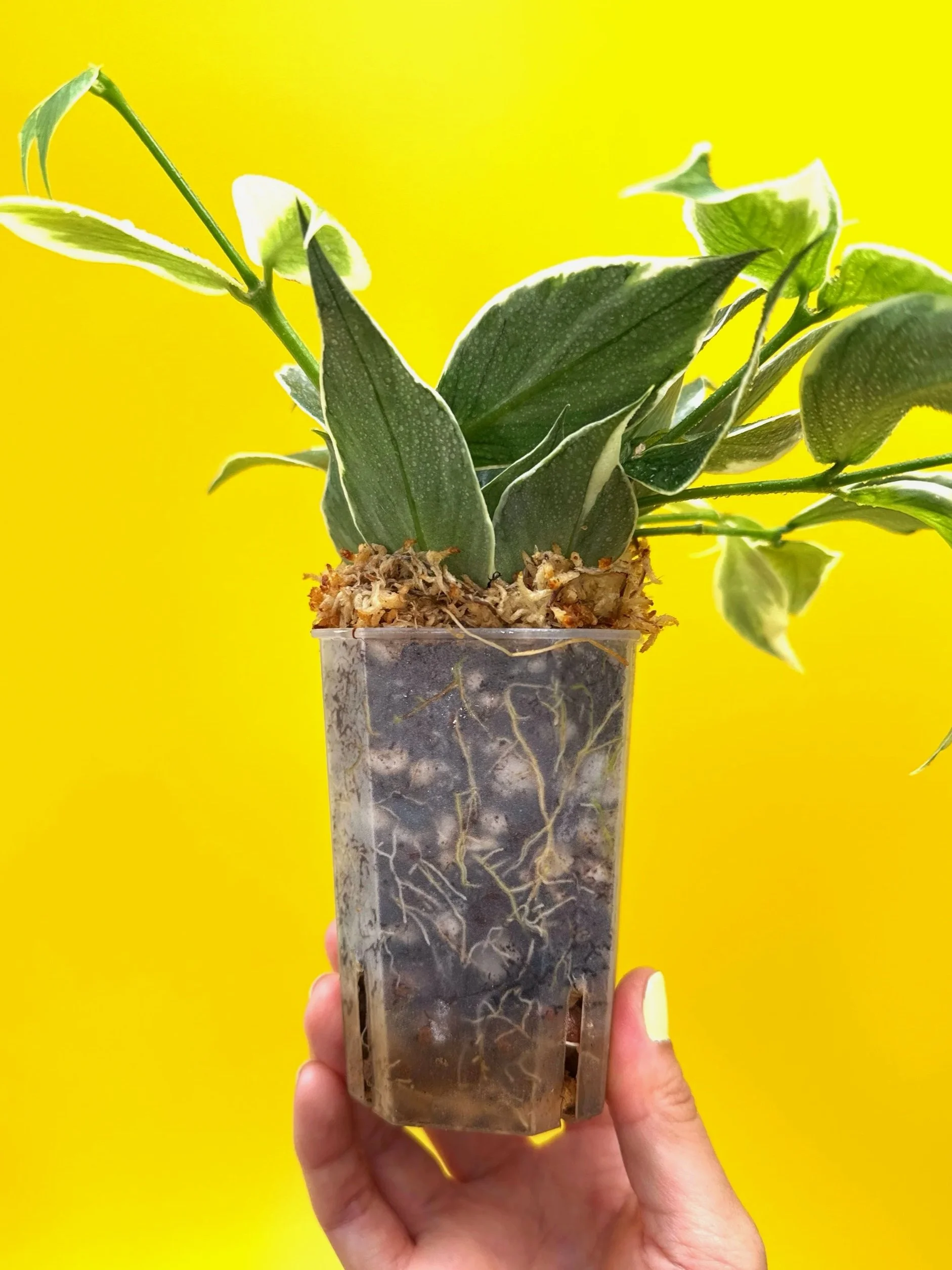 Hoya Polyneura Albomarginata | Shop Rare Hoya Houseplants in Sydney, Australia | Melty Plants E-Store, Online