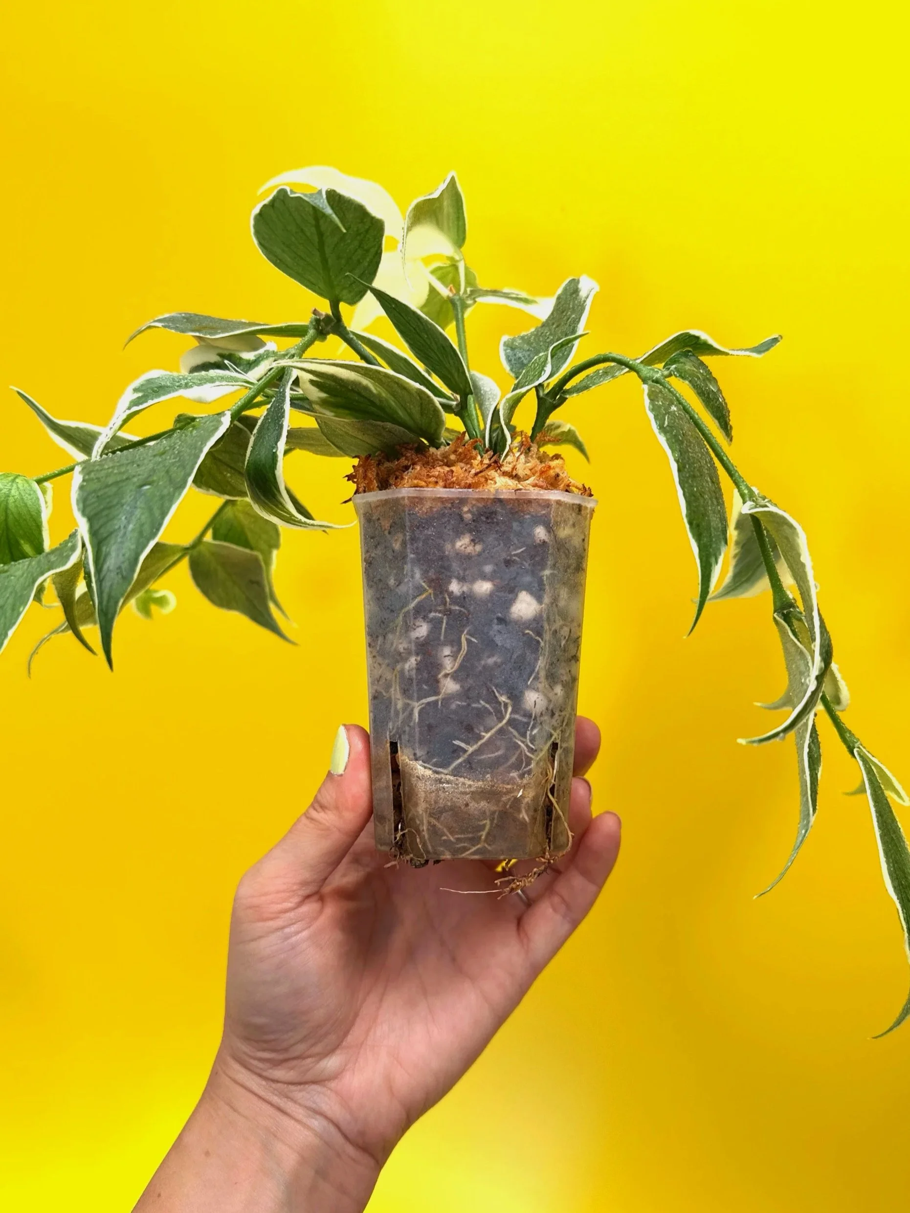 Hoya Polyneura Albomarginata | Shop Rare Hoya Houseplants in Sydney, Australia | Melty Plants E-Store, Online