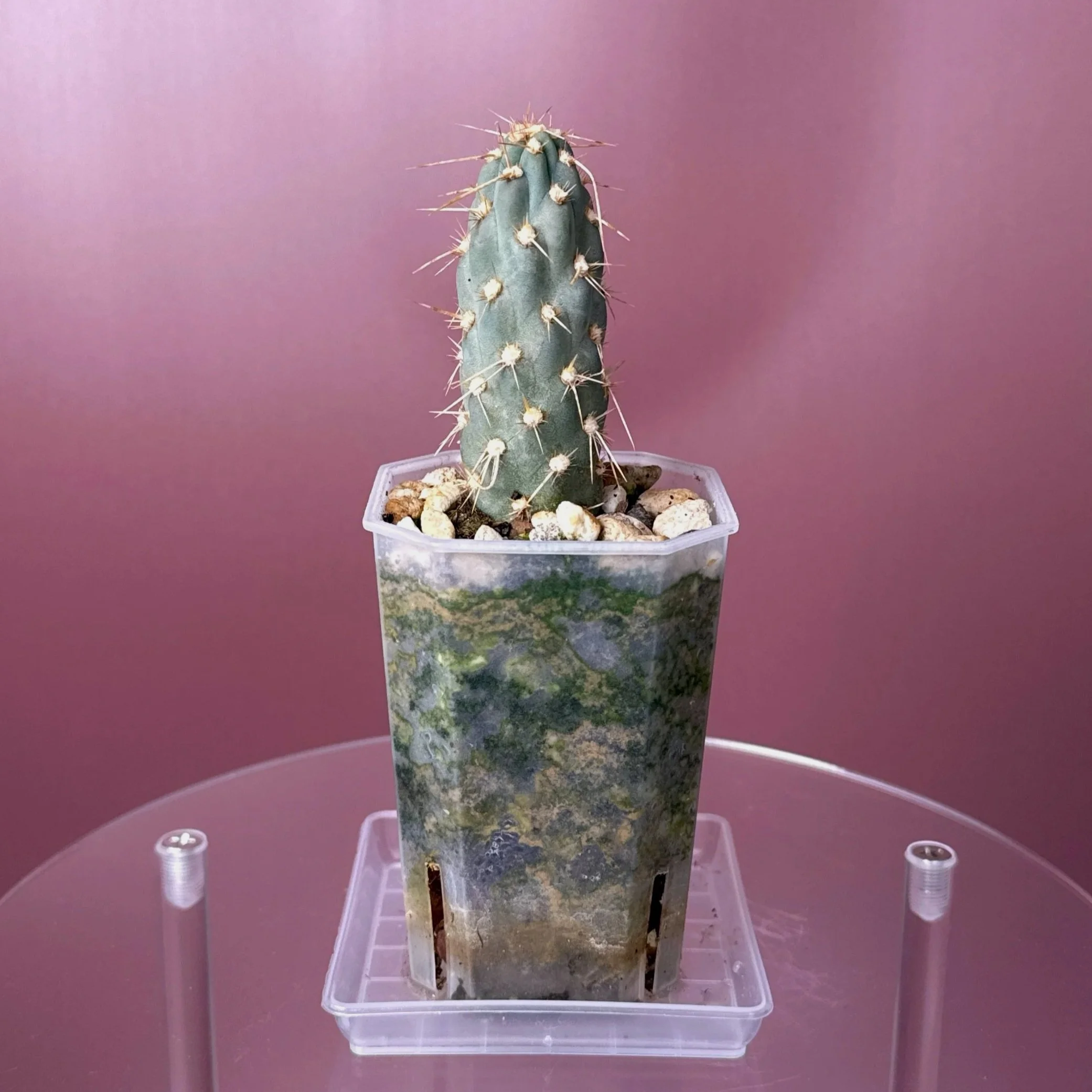 CACTUS Miqueliopuntia Miquelii