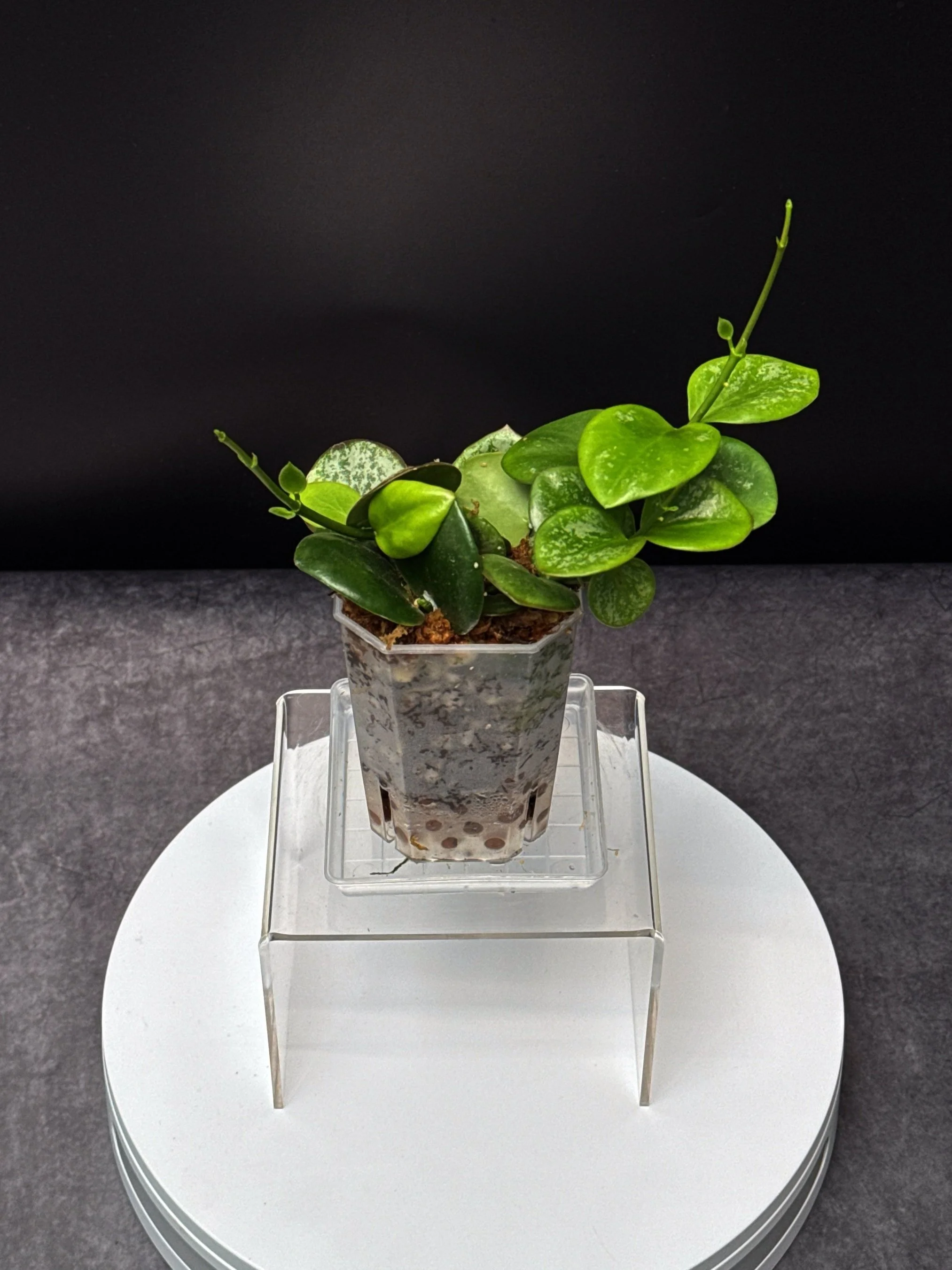 Hoya Collina in Small Square Pot | Shop Rare Hoya Plants in Sydney, Australia | Melty Plants E-Store, Online
