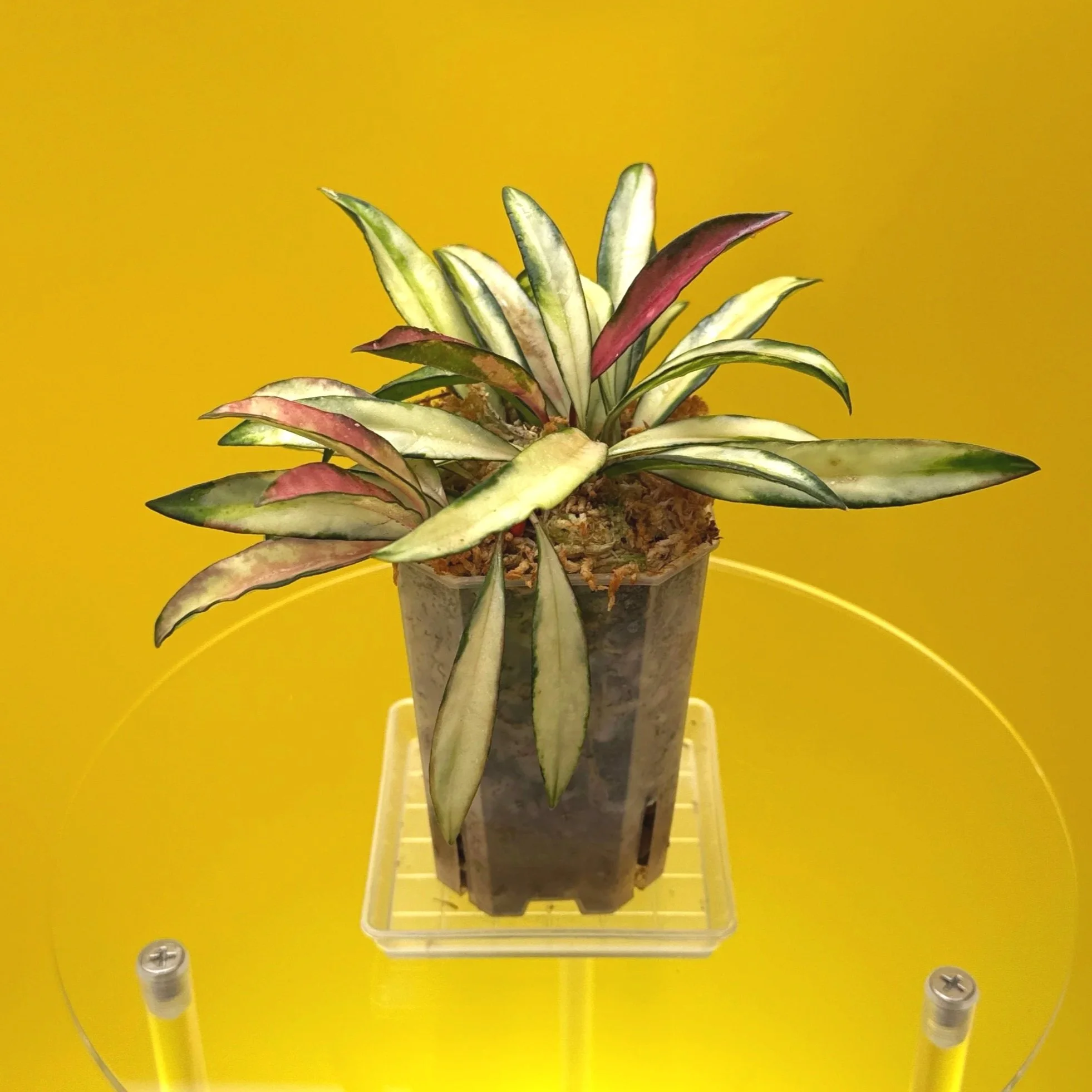 Hoya Wayetii Variegated | Shop Rare Hoya Houseplants in Sydney, Australia | Melty Plants E-Store, Online