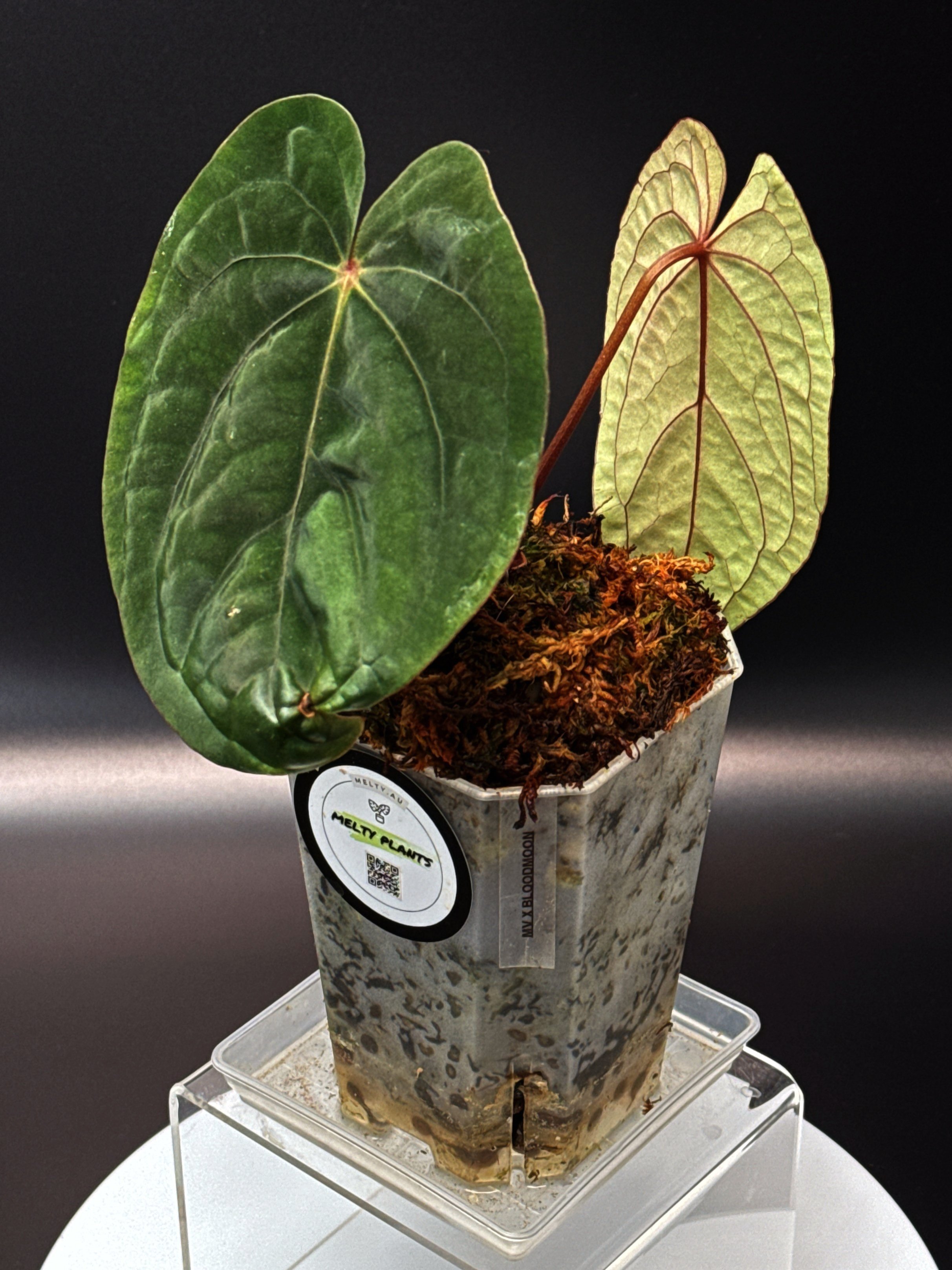 ANTHURIUM RUBY MOON: Midnight Velvet 'Deep Ruby' x Hoffmanii Red Sinus 'Bloodmoon' | Shop Rare Anthurium Houseplants in Sydney Australia | Melty Plants E-Store, Online