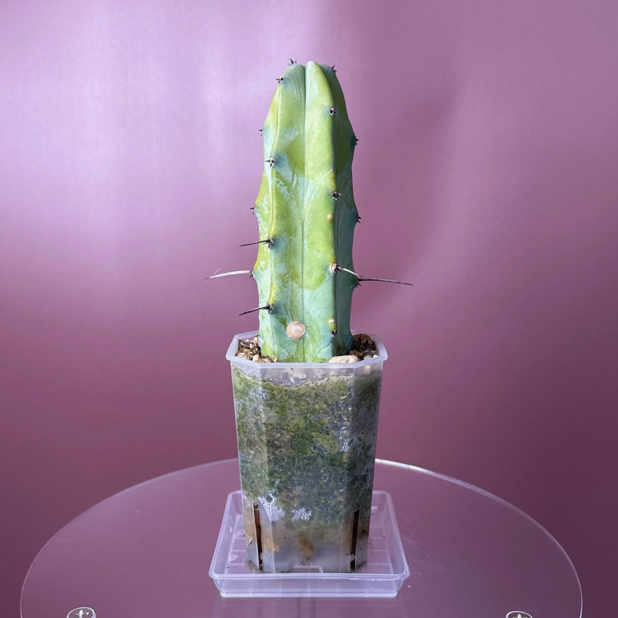 Cactus Myrtillocactus Geometrizans 'Blue Candle' | Shop rare Blue Cacti in Sydney, Australia | Melty Plants E-Store, Online