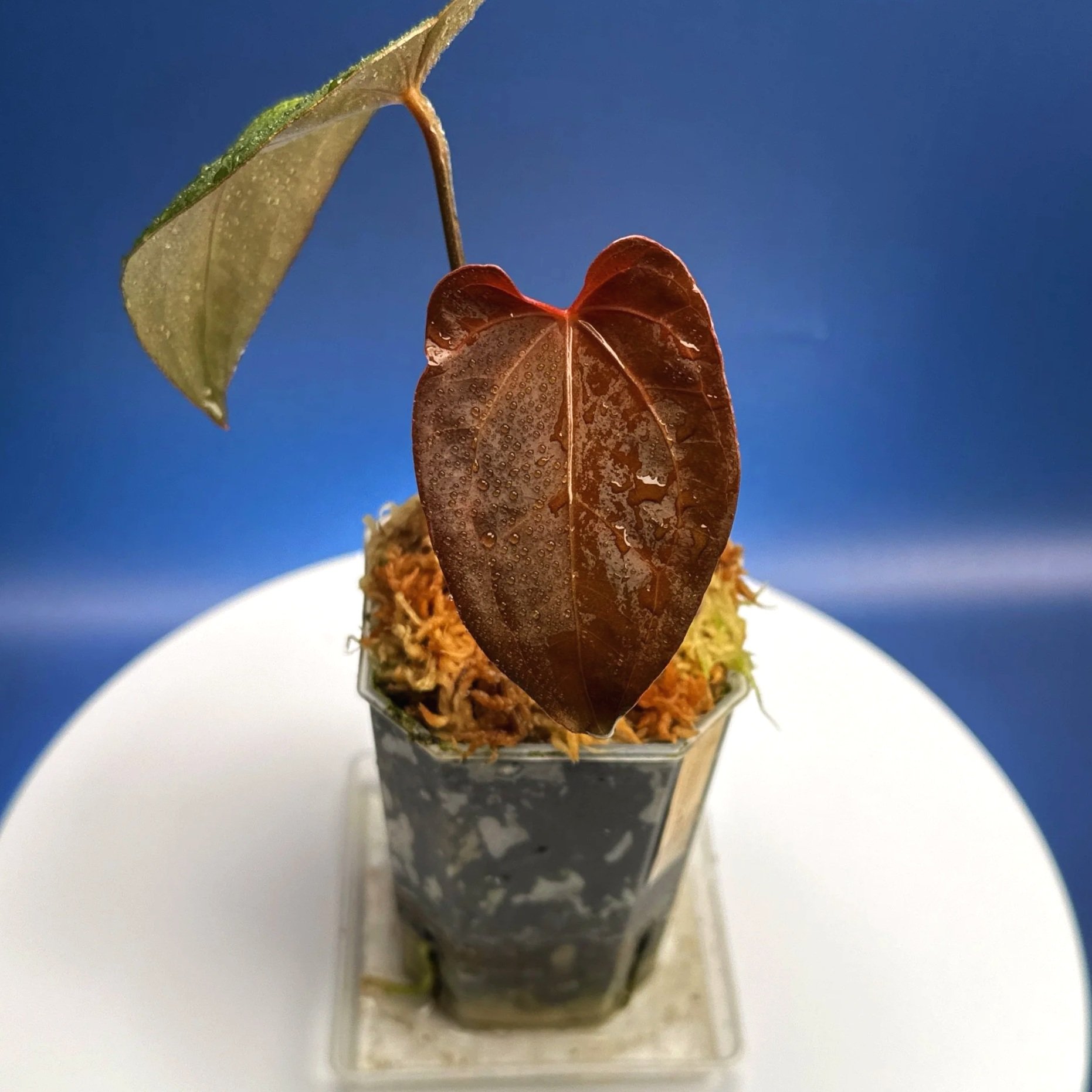 Anthurium Magnificum x Red Vein Dark Phoenix | Shop Rare Anthuriums online from Sydney, Australia | Melty Plants E-Store, Online