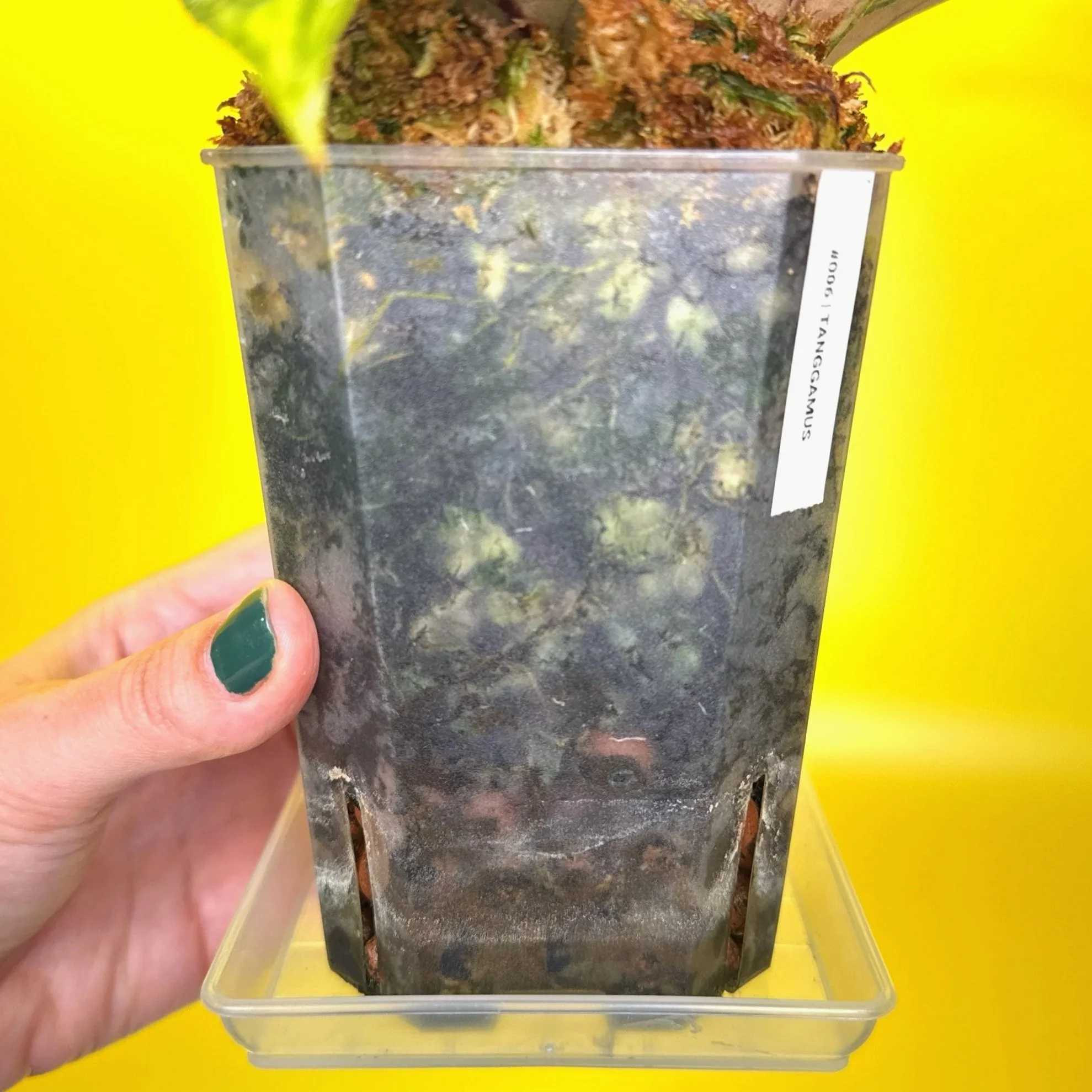 Hoya Tanggamus | Shop Rare Large Leaf Hoya Plants in Sydney, Australia | Melty Plants E-Store, Online