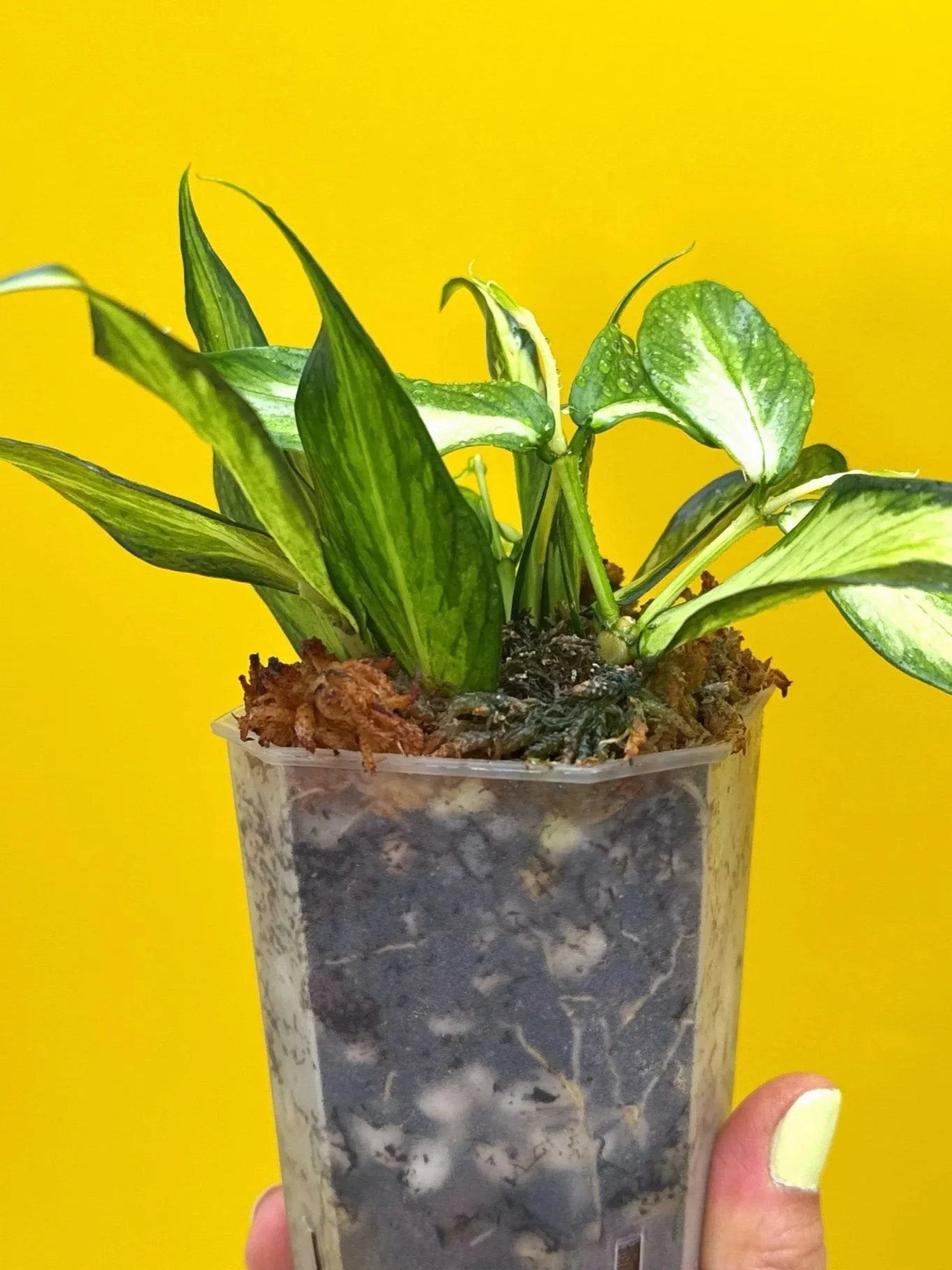 Hoya Polyneura Albomarginata Inner Variegated multi-planted in Small Square Clear Pot for sale | Shop Rare Variegated Hoya Houseplants in Sydney, Australia | Melty Plants E-Store, Online