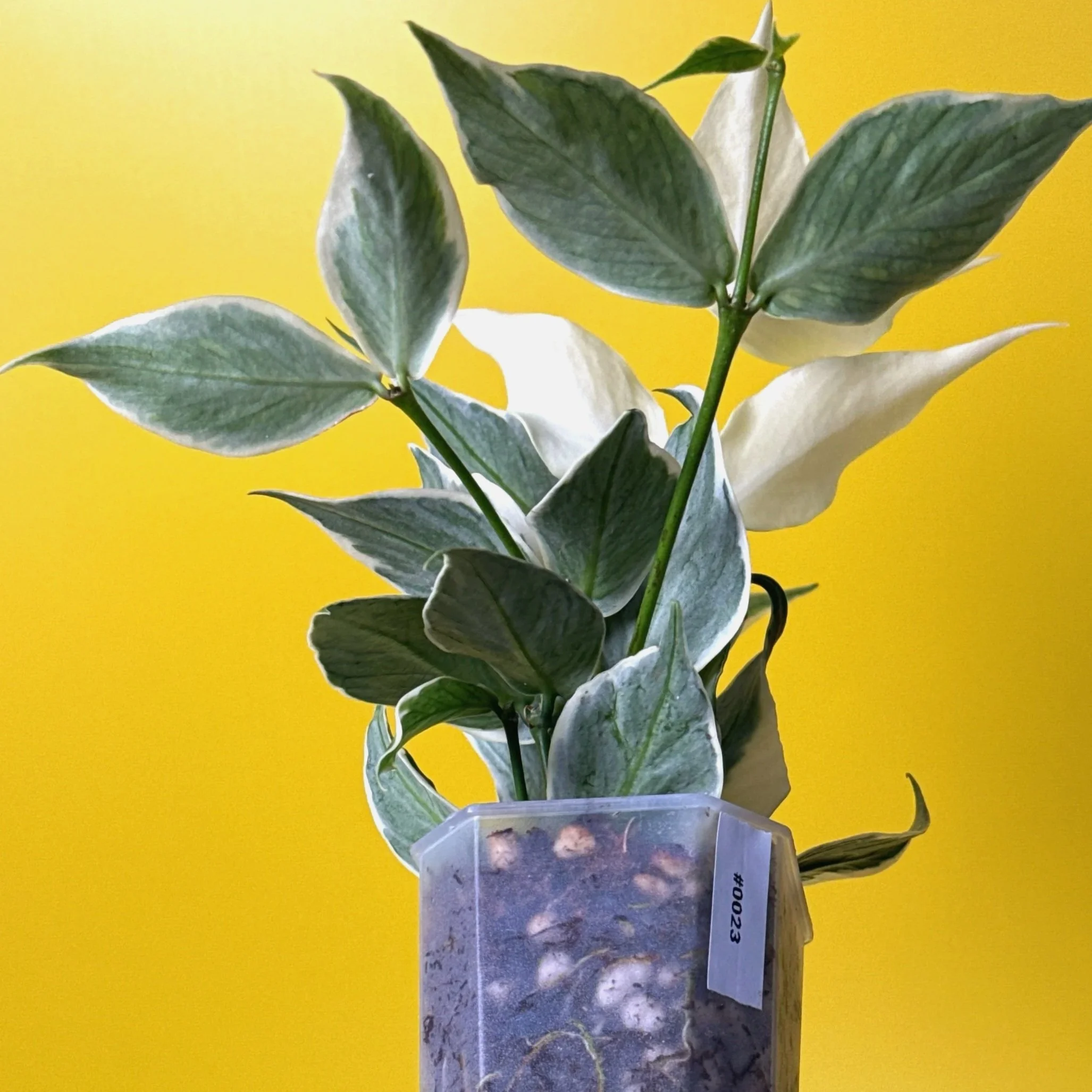 Hoya Polyneura Albomarginata | Shop Rare Hoya Houseplants in Sydney, Australia | Melty Plants E-Store, Online