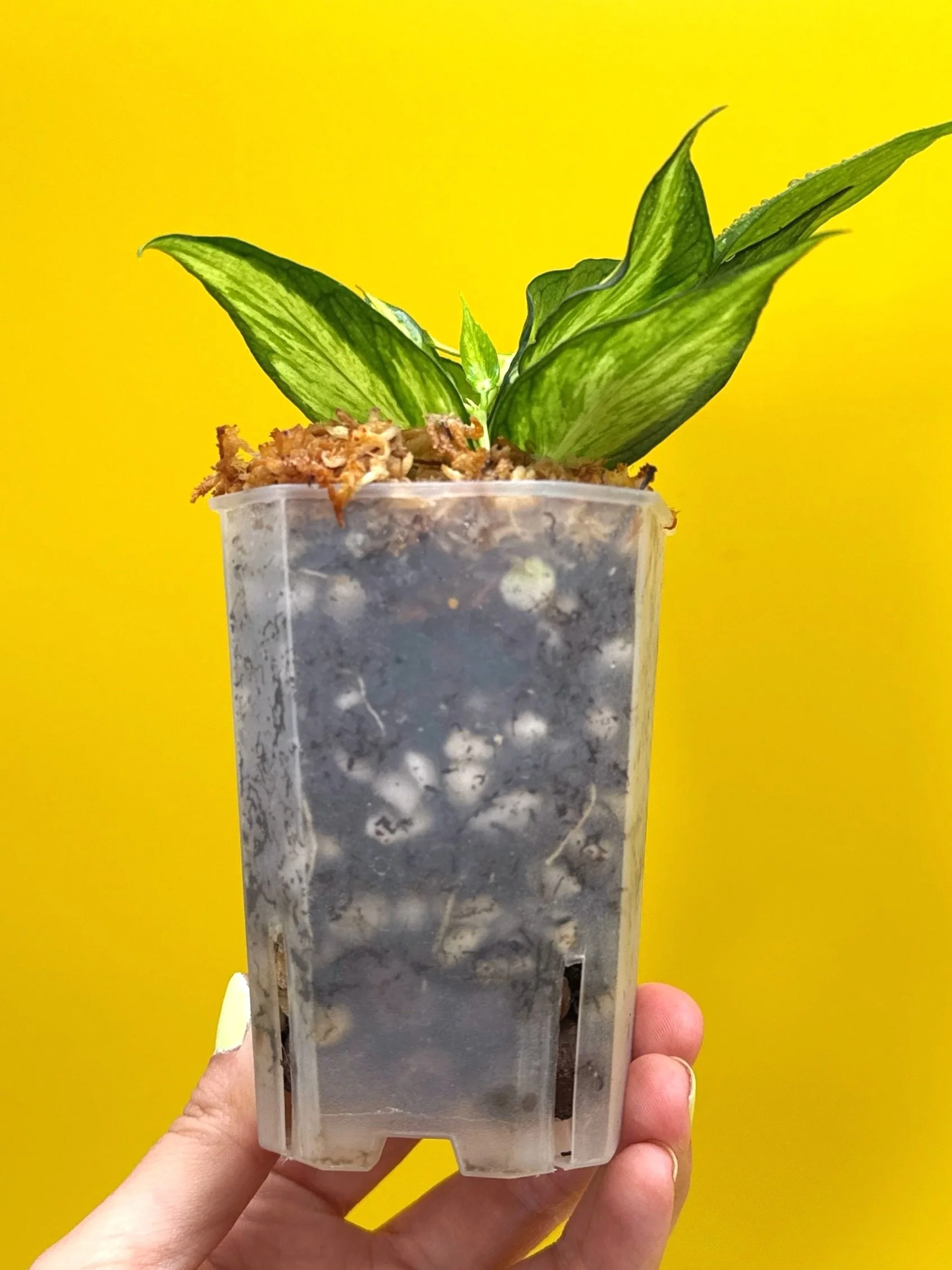 Hoya Polyneura Albomarginata Inner Variegated multi-planted in Small Square Clear Pot for sale | Shop Rare Variegated Hoya Houseplants in Sydney, Australia | Melty Plants E-Store, Online