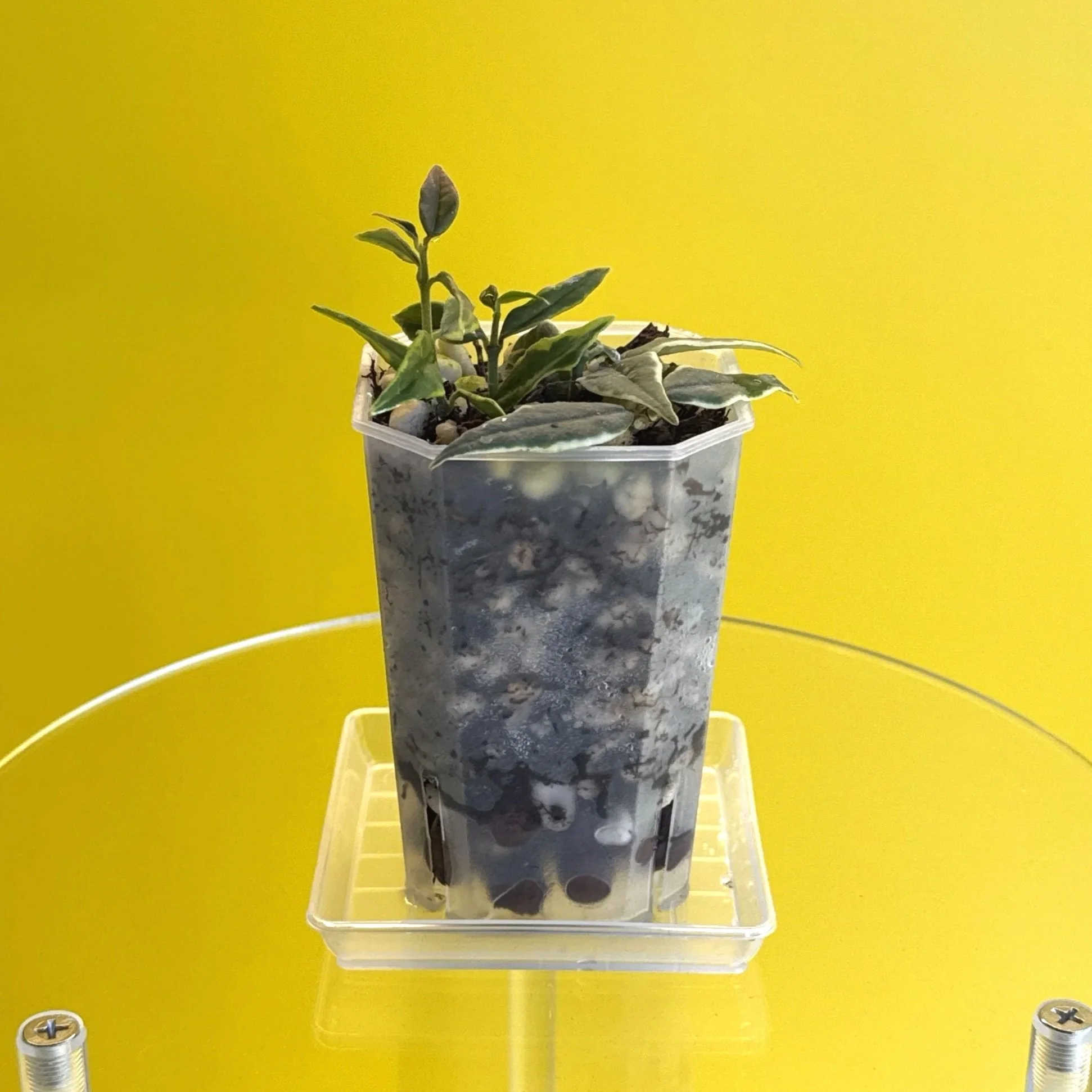Hoya Bella Albomarginata in a Small Square, Clear Pot for sale | Shop Rare Hoya Houseplants in Sydney, Australia | Melty Plants E-Store Online
