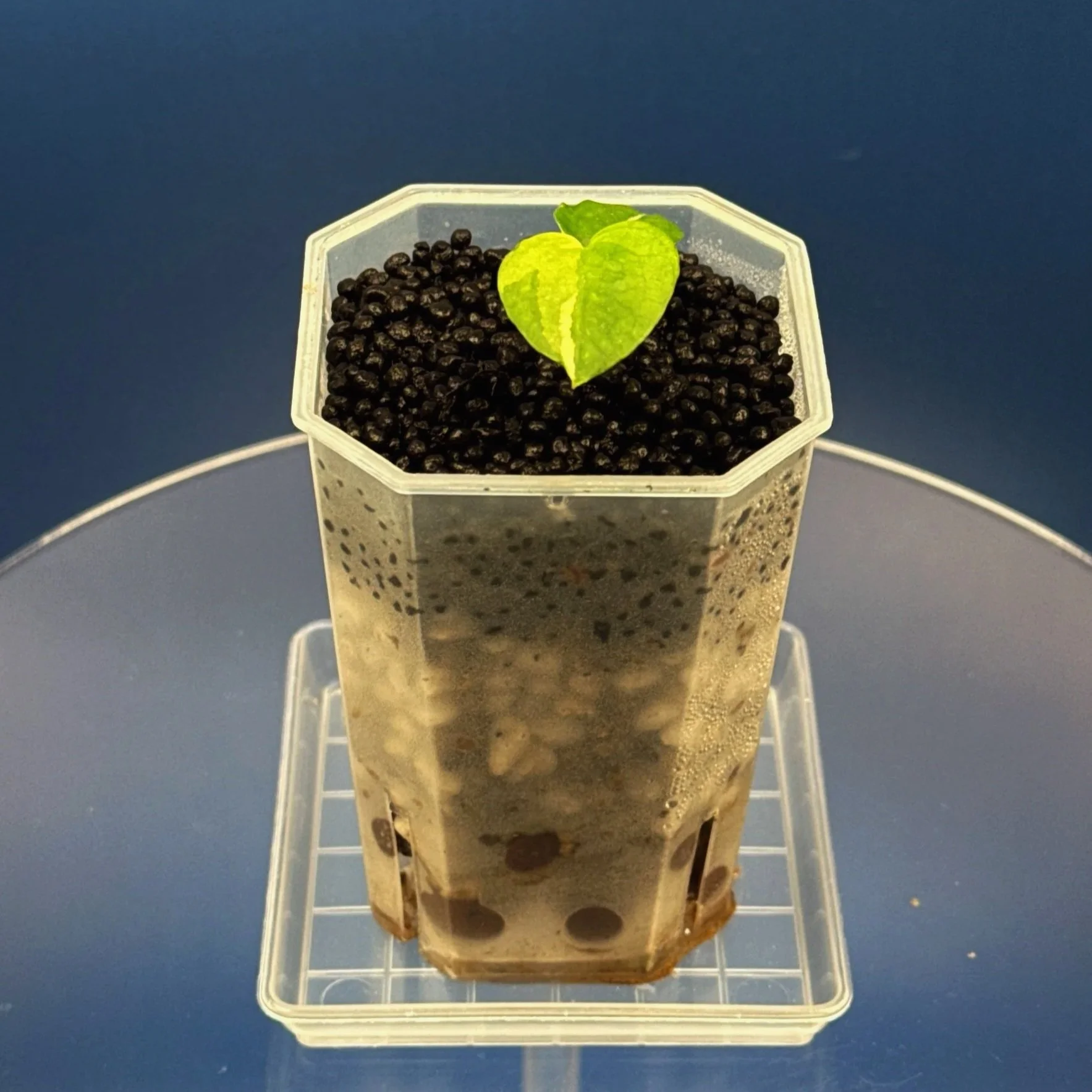 Anthurium Variegated Magnificum x Red Vein Dark Phoenix –Variegated | Shop Ultra Rare Variegated Anthuriums online from Sydney, Australia | Melty Plants E-Store, Online