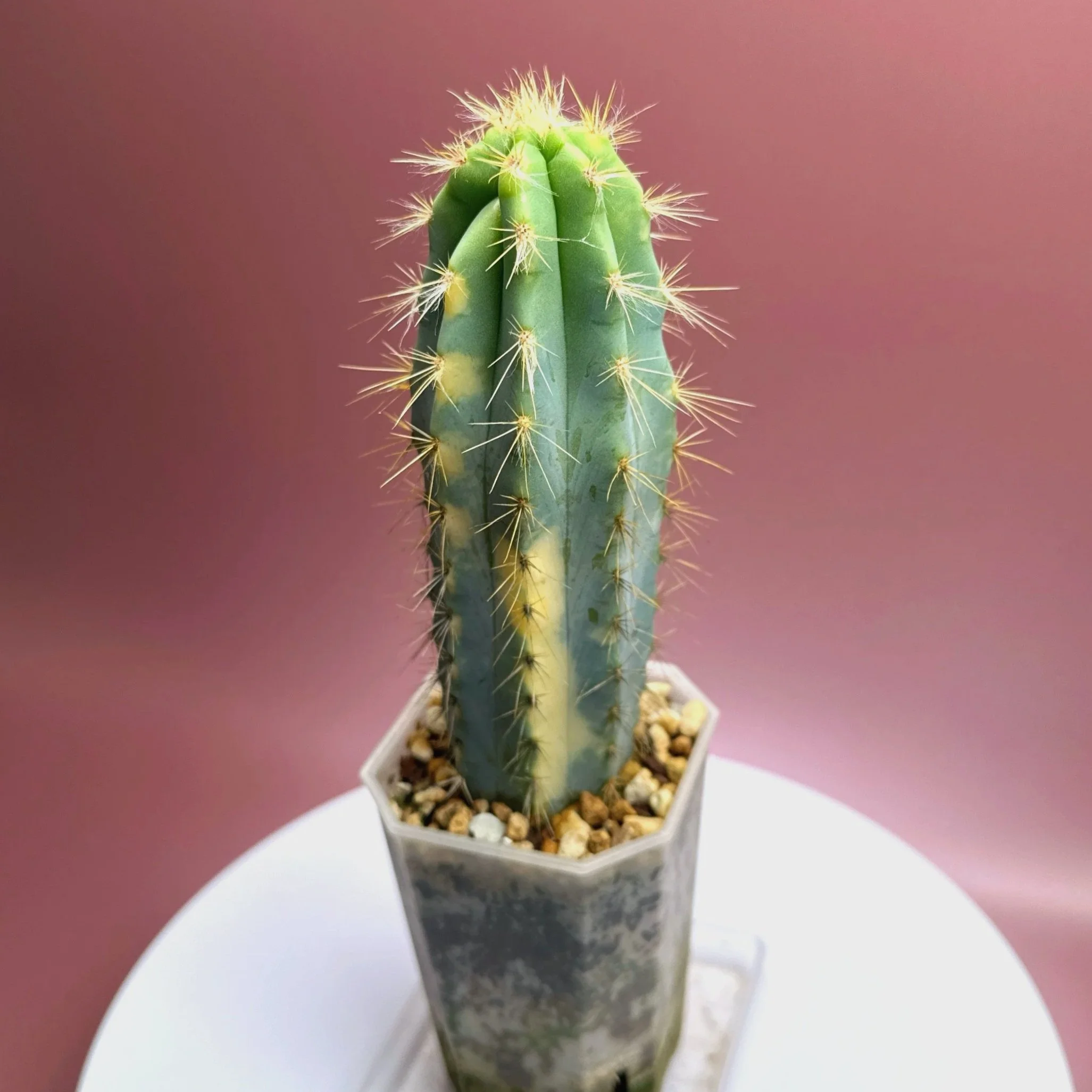 CACTUS Pilosocereus Pachycladus﻿ Variegated | Rare Collector Plant Specialists | Melty Plants Australia