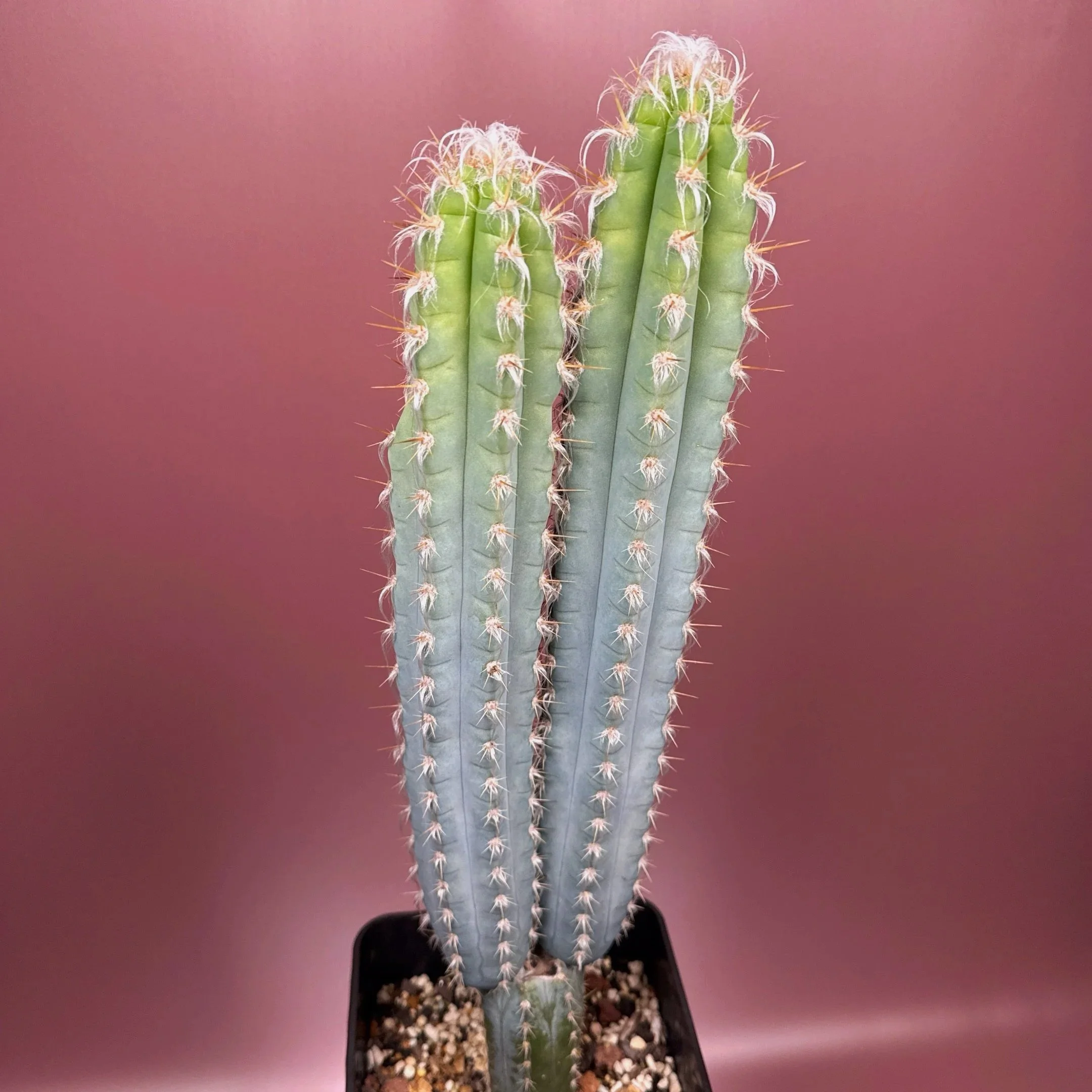 Rare Cactus Pilosocereus Pachycladus﻿ 'Woolly Blue Torch'. A mature double headed specimen. Featured in an extra large square pot for sale on Melty Plants Australia online store in Sydney Australia.