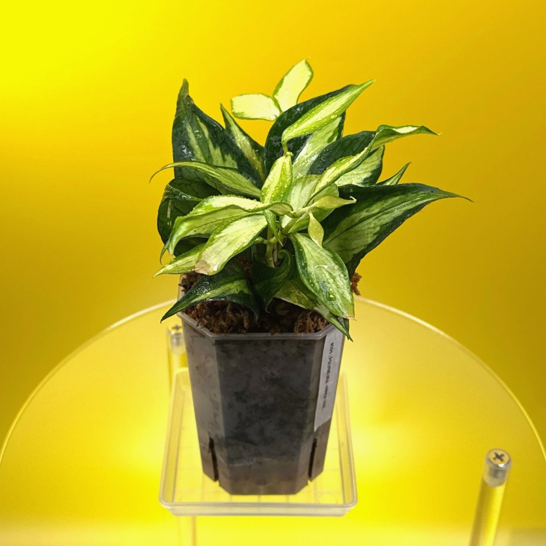 Hoya Polyneura Albomarginata Inner Variegated multi-planted in Small Square Clear Pot for sale | Shop Rare Variegated Hoya Houseplants in Sydney, Australia | Melty Plants E-Store, Online