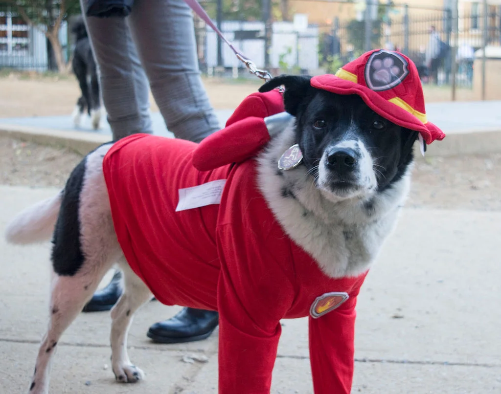 Halloween_costumes_2018-001.jpg