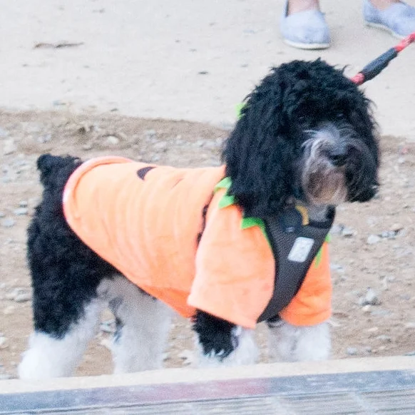 Halloween_costumes_2018-016.jpg