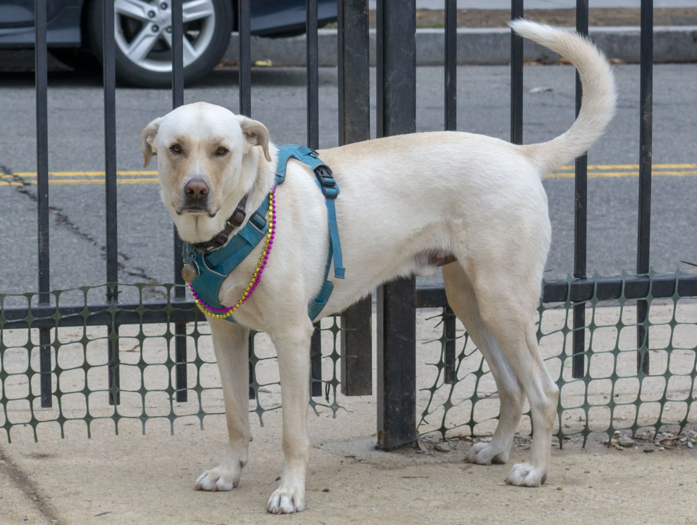 mardipaws-2019_006_32402754807_o.jpg