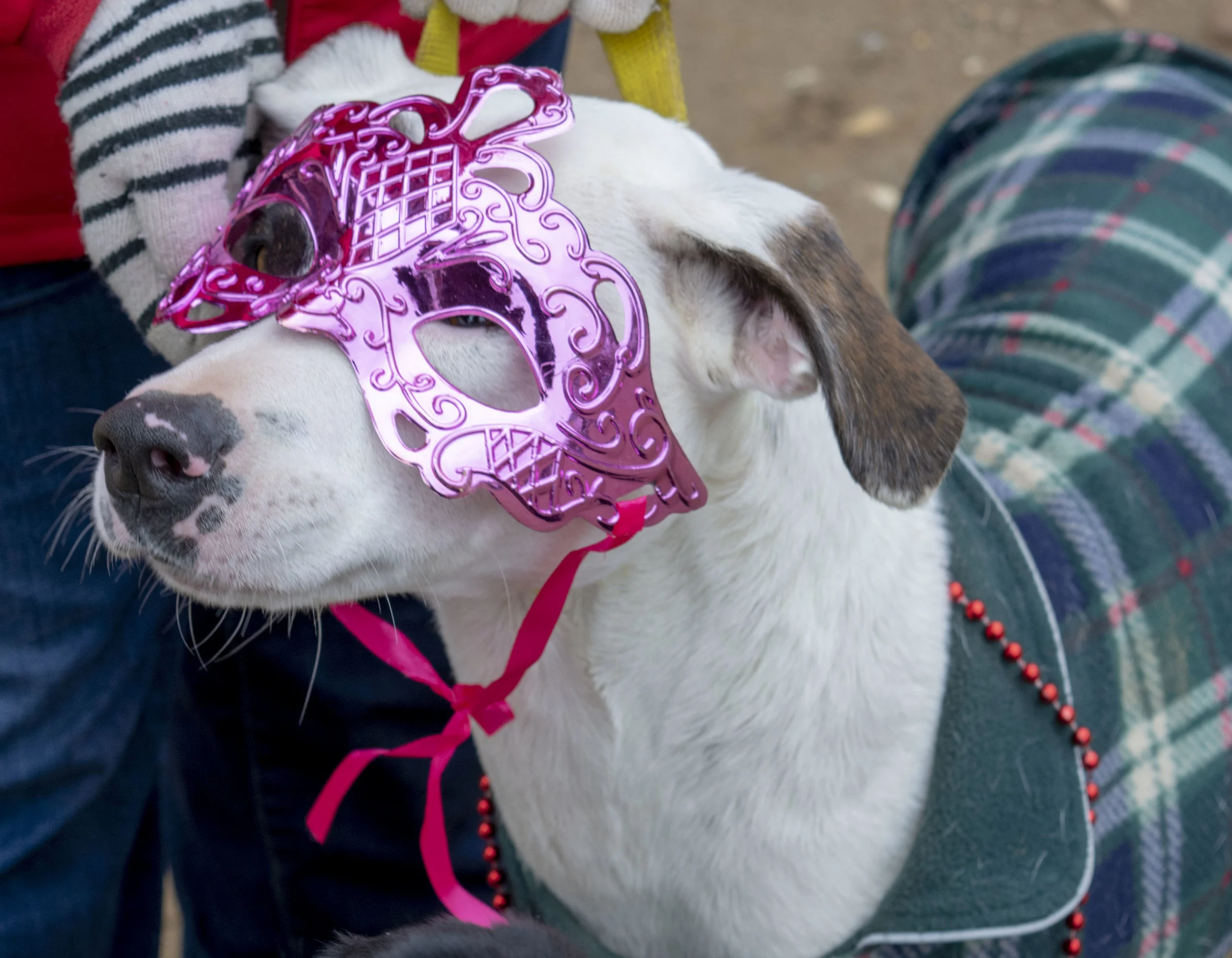 mardipaws-2019_008_47344741651_o.jpg