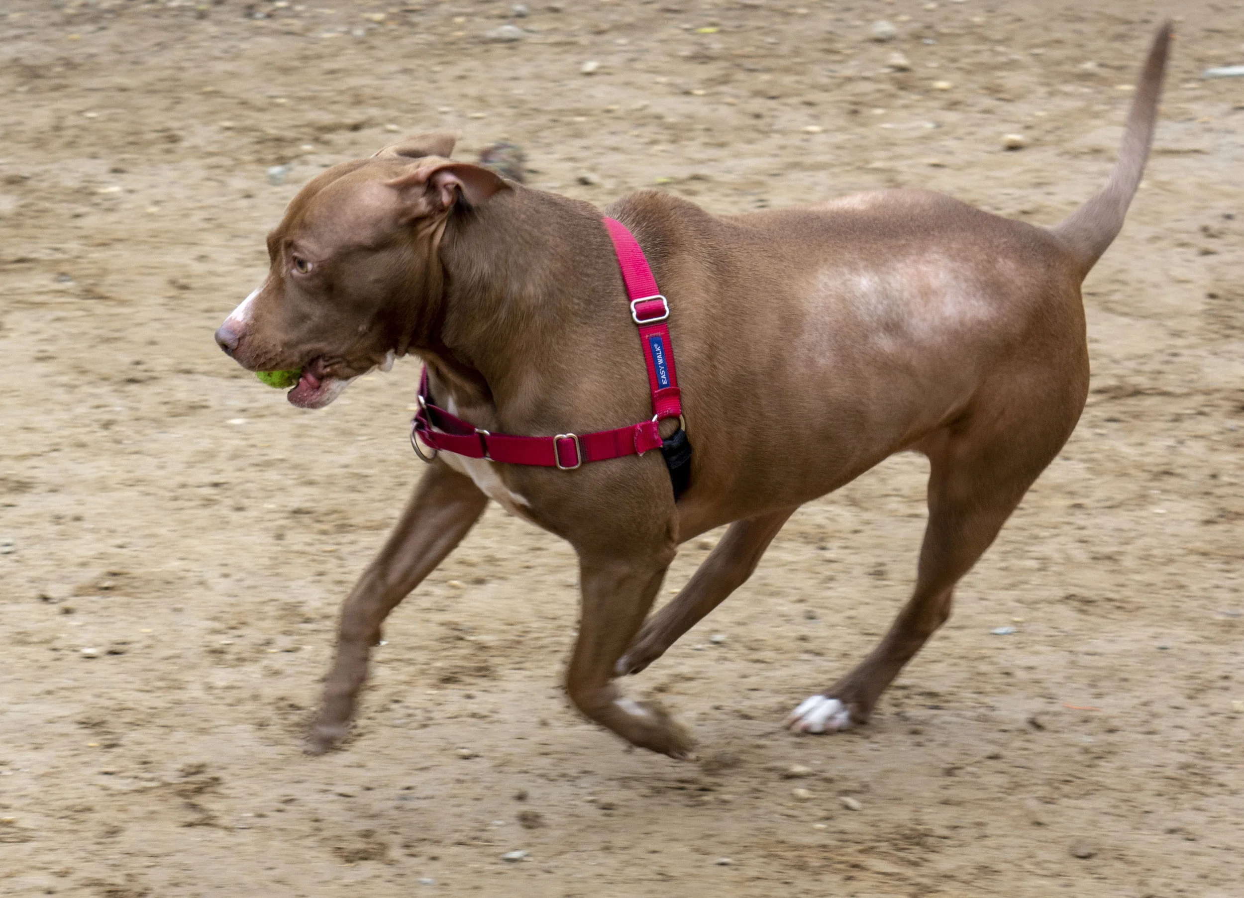 mardipaws-2019_015_47344741361_o.jpg