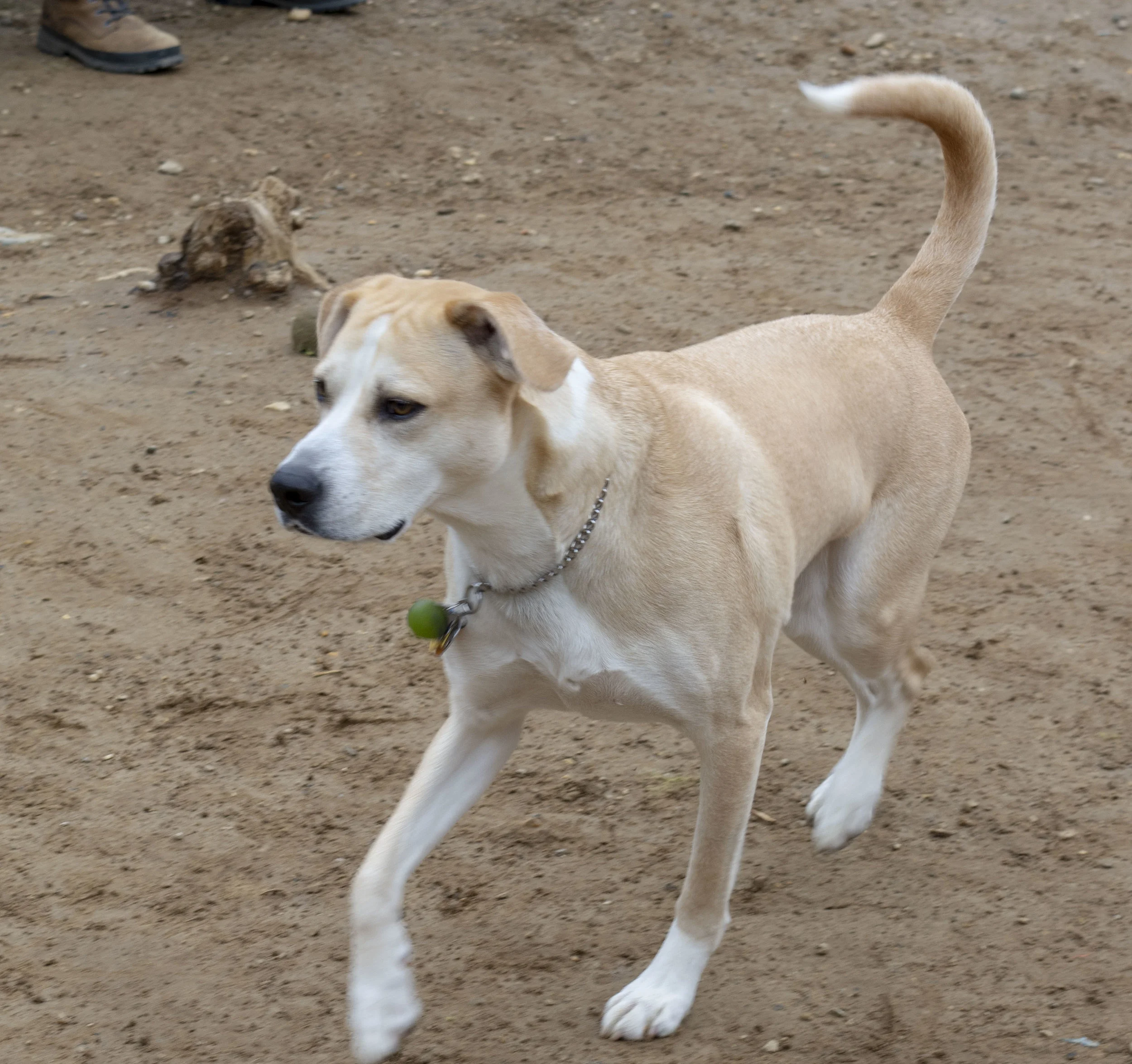mardipaws-2019_026_47292058482_o.jpg
