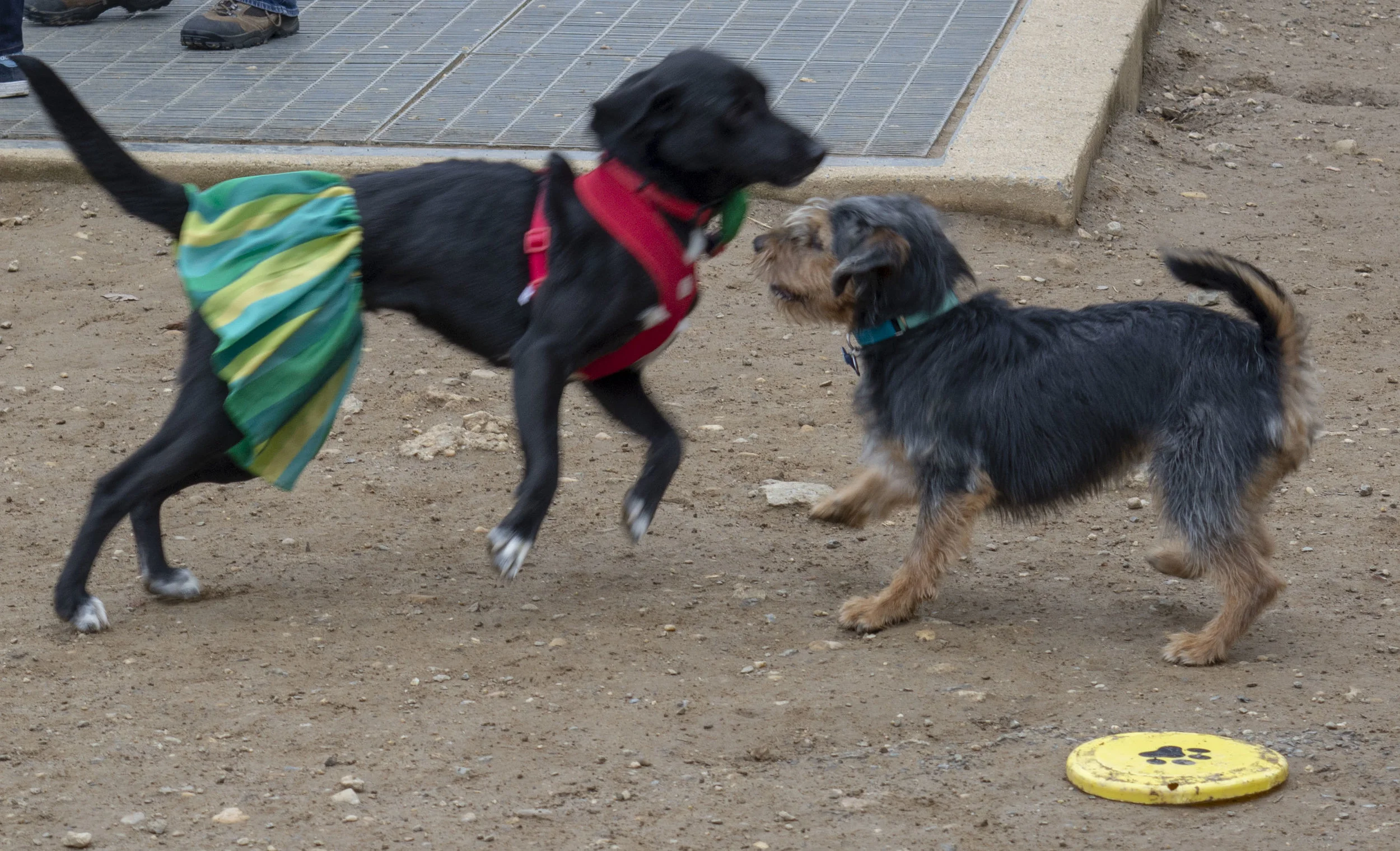 mardipaws-2019_031_32402753667_o.jpg
