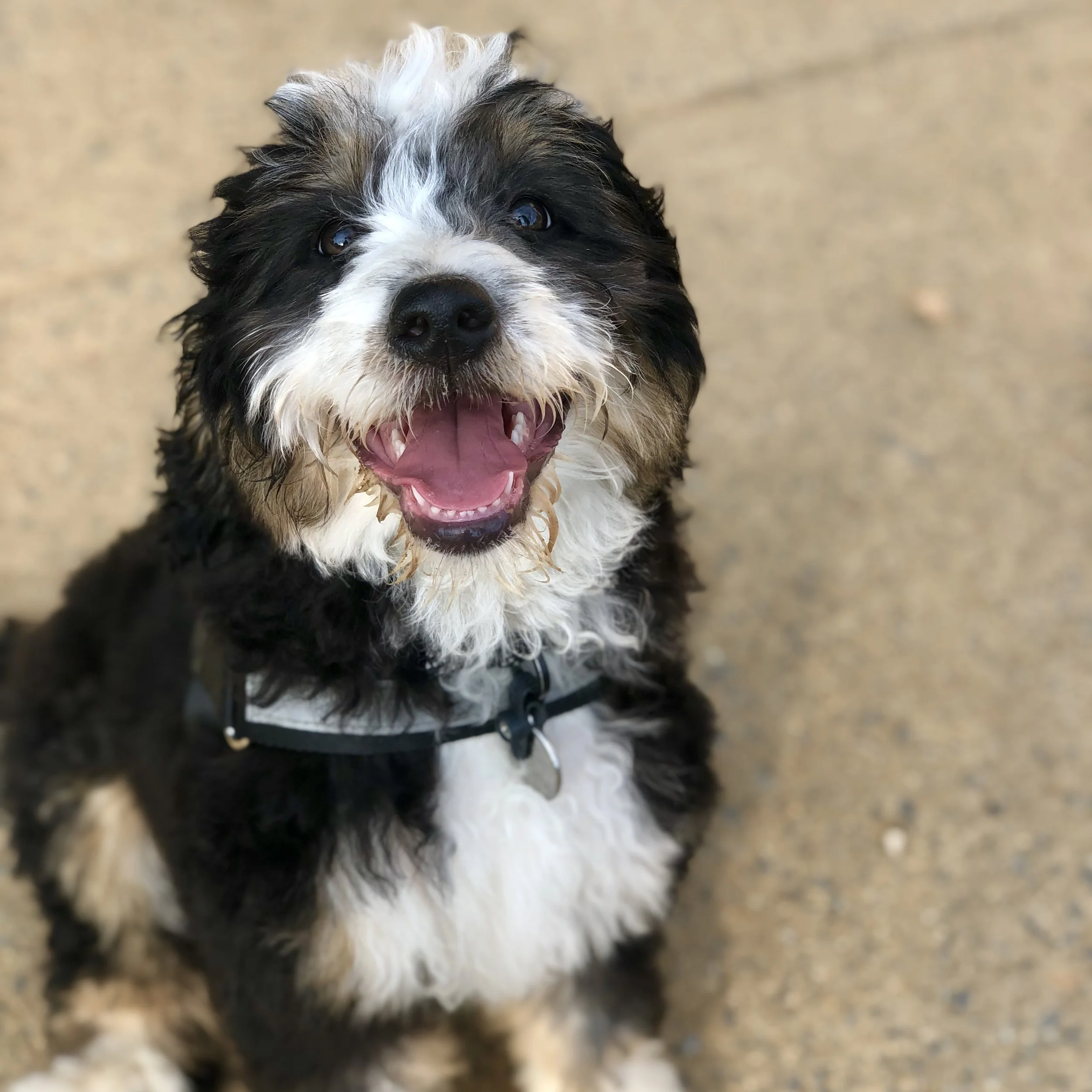 Quarterly Dog Park Cleanup