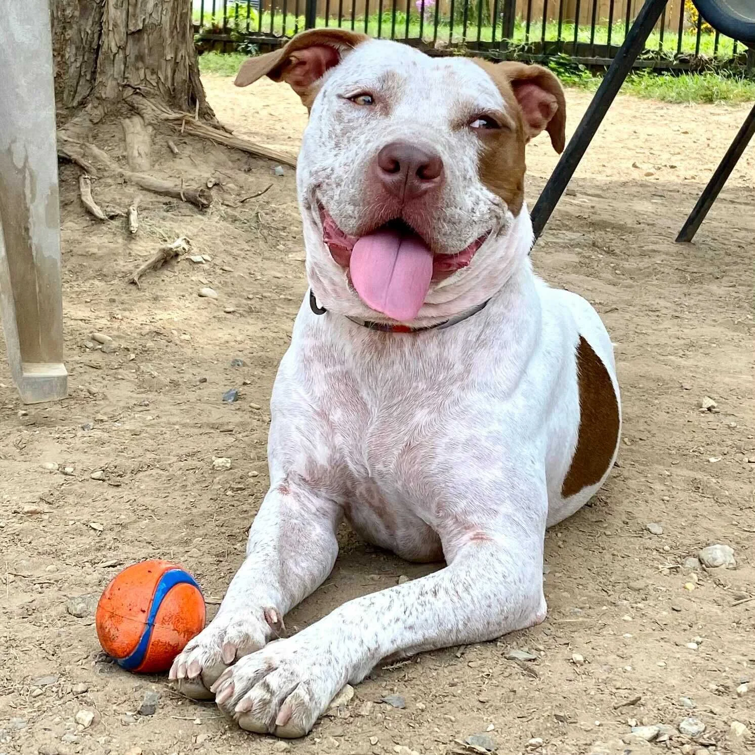 Dog Park Cleanup