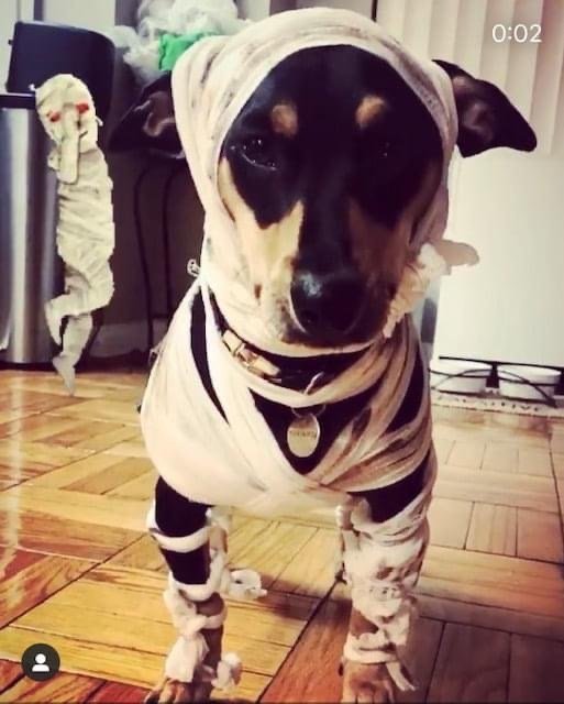 Submissions for the Virtual Dog Costume Contest