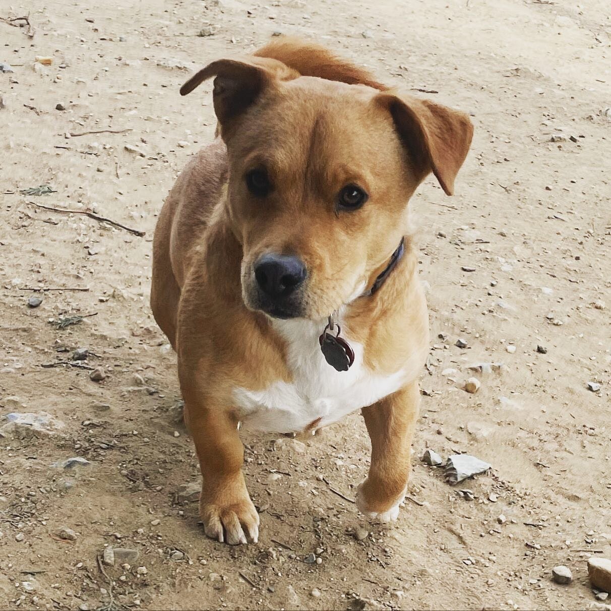 Meet Chili. This 3 year old low rider is a super mutt and a super cuddler. A mix of all kinds of big dogs like staffie, Chow and something with shorter legs. He found his furever family through a rescue organization in Long Island when he was 8 month