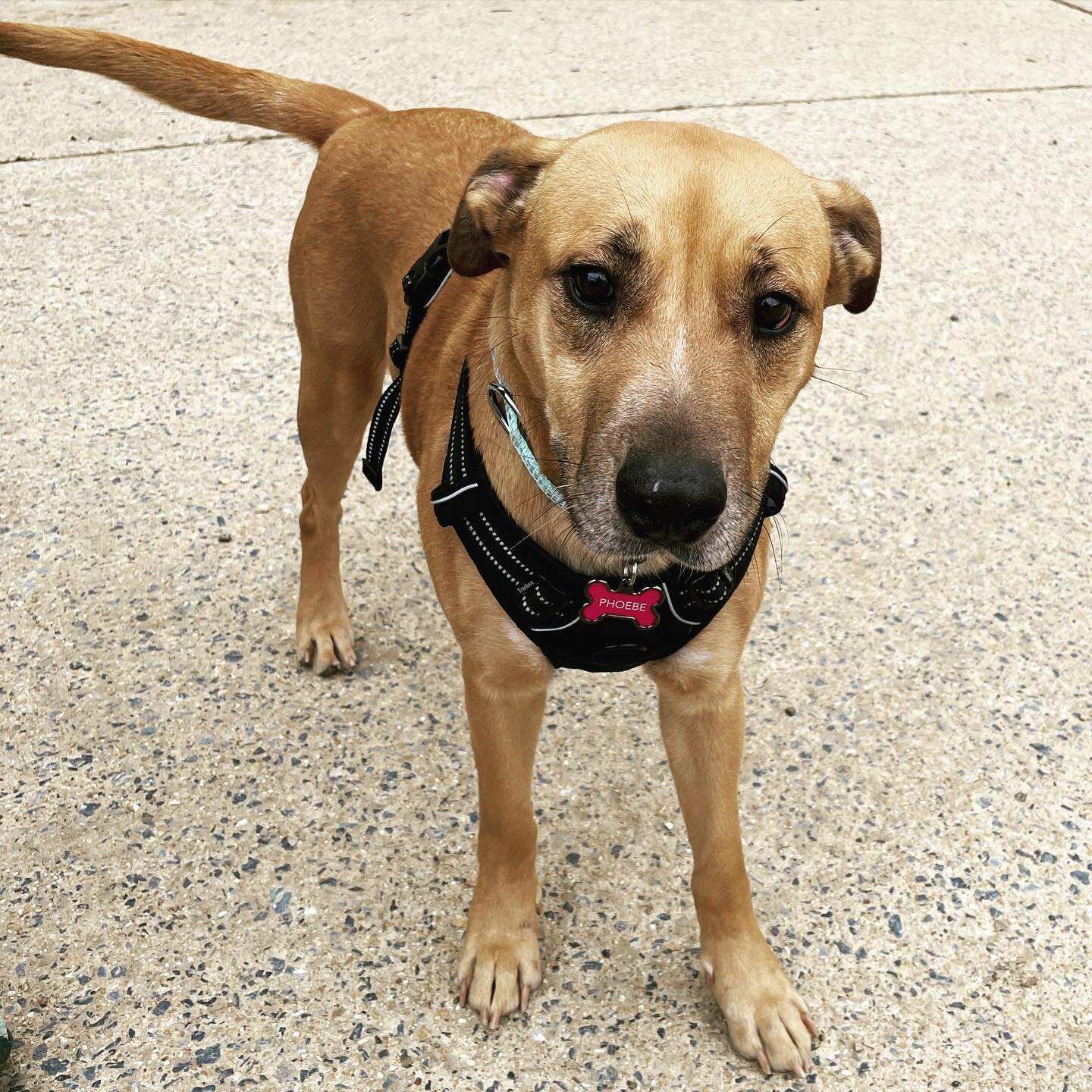 Hello Phoebe! Yesterday was her first day at the dog park 🎉She found her furever family through @citydogsrescue . This super sweet cutie was a stray in West Virginia before she came to our neighborhood. Welcome to the 11th &amp; Bark pack, Phoebe. W