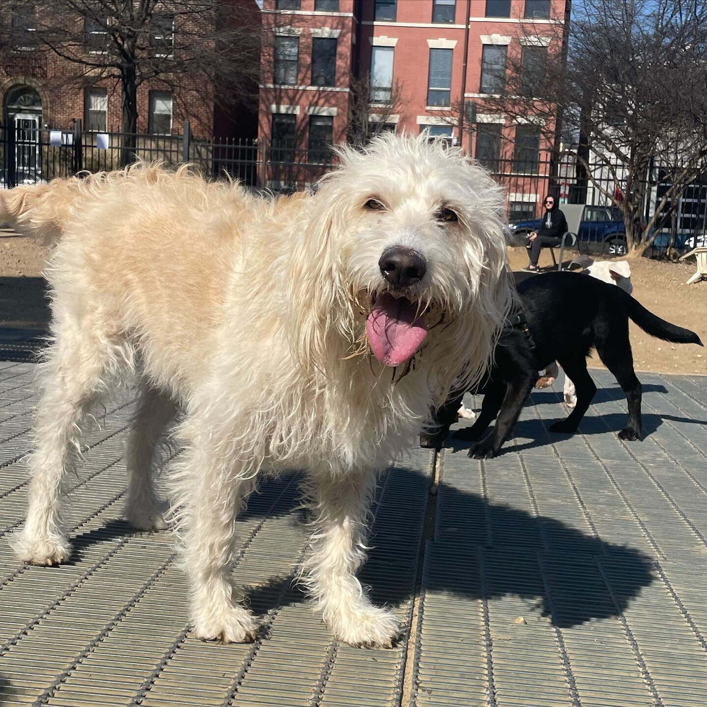 Hello Beezus! Yes, as in Ramona and Beezus. This hairy beauty moved to DC from Utah about 7 months ago where he enjoyed hikes and the great outdoors. He has an 11 year old sister named River. She found her furever family at a yoga class where an olde