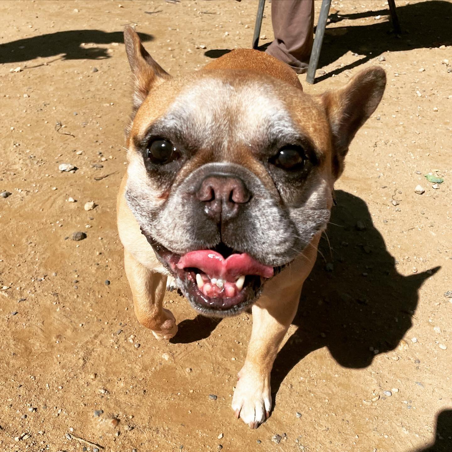 Hello Napoleon! This handsome 8-year old is one of the &ldquo;old paws&rdquo; of the dog park and was one of the dogs who advocated to &ldquo;Save the CoHi Dog Park&rdquo; (remember all the social media posts with signs, postcards to the Wilson Build