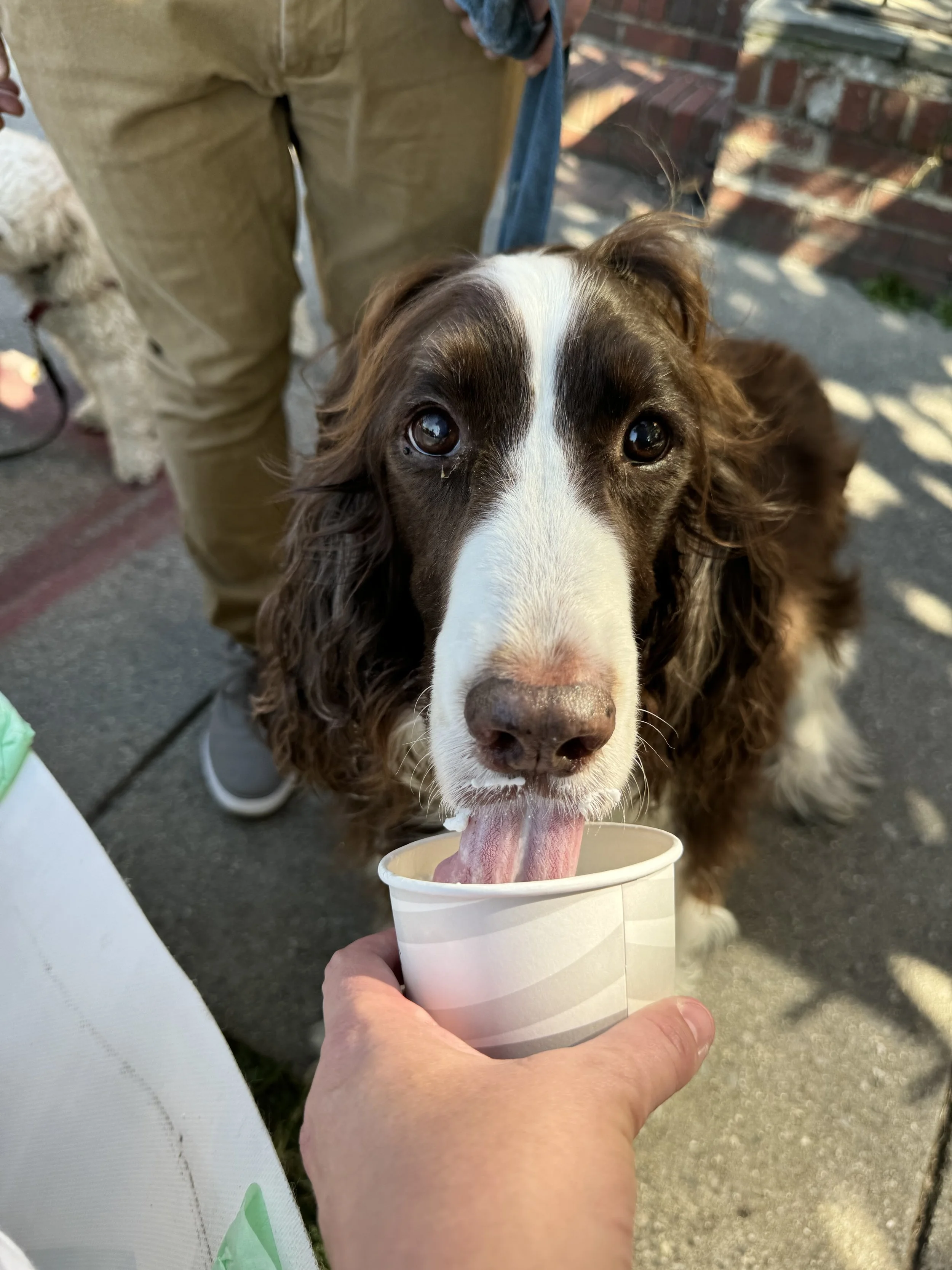 Dog Costume Swap & Pup Cups