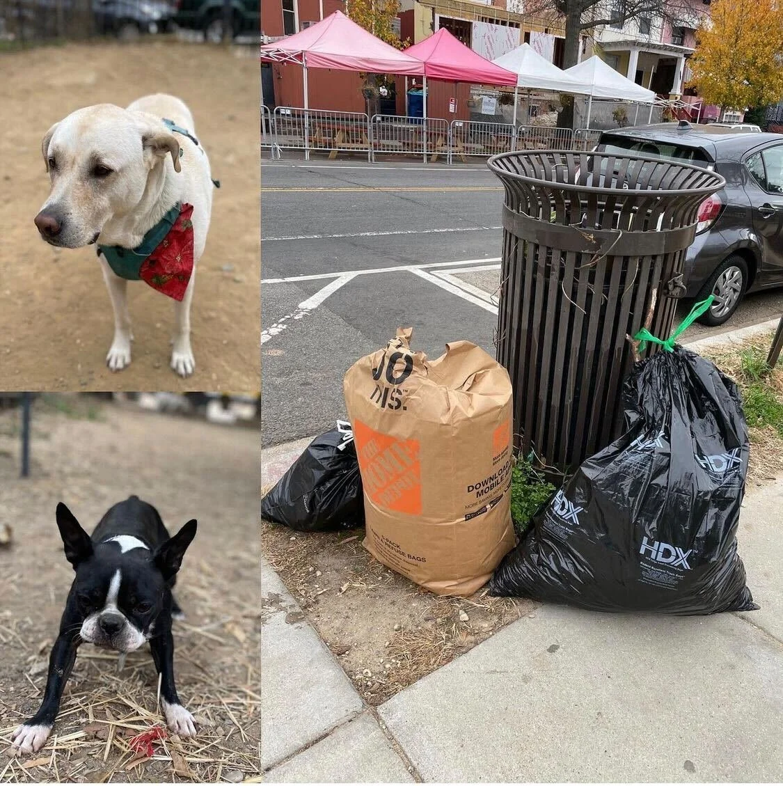 December Clean-up — 11th & Bark