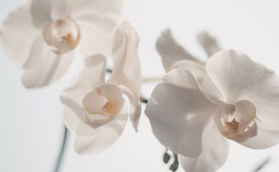 orchid spa.jpg