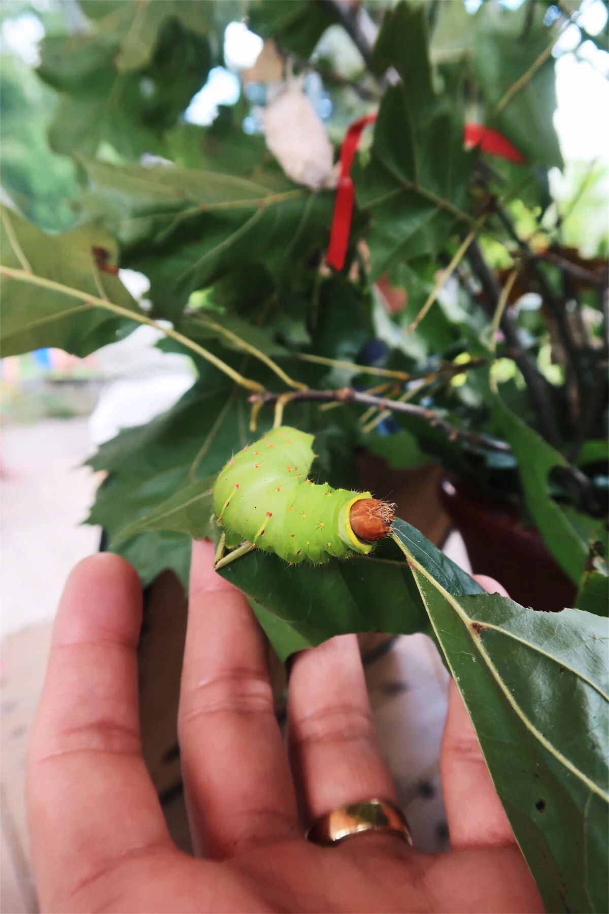 好像emoji裡的毛毛蟲 | From emoji caterpillar!