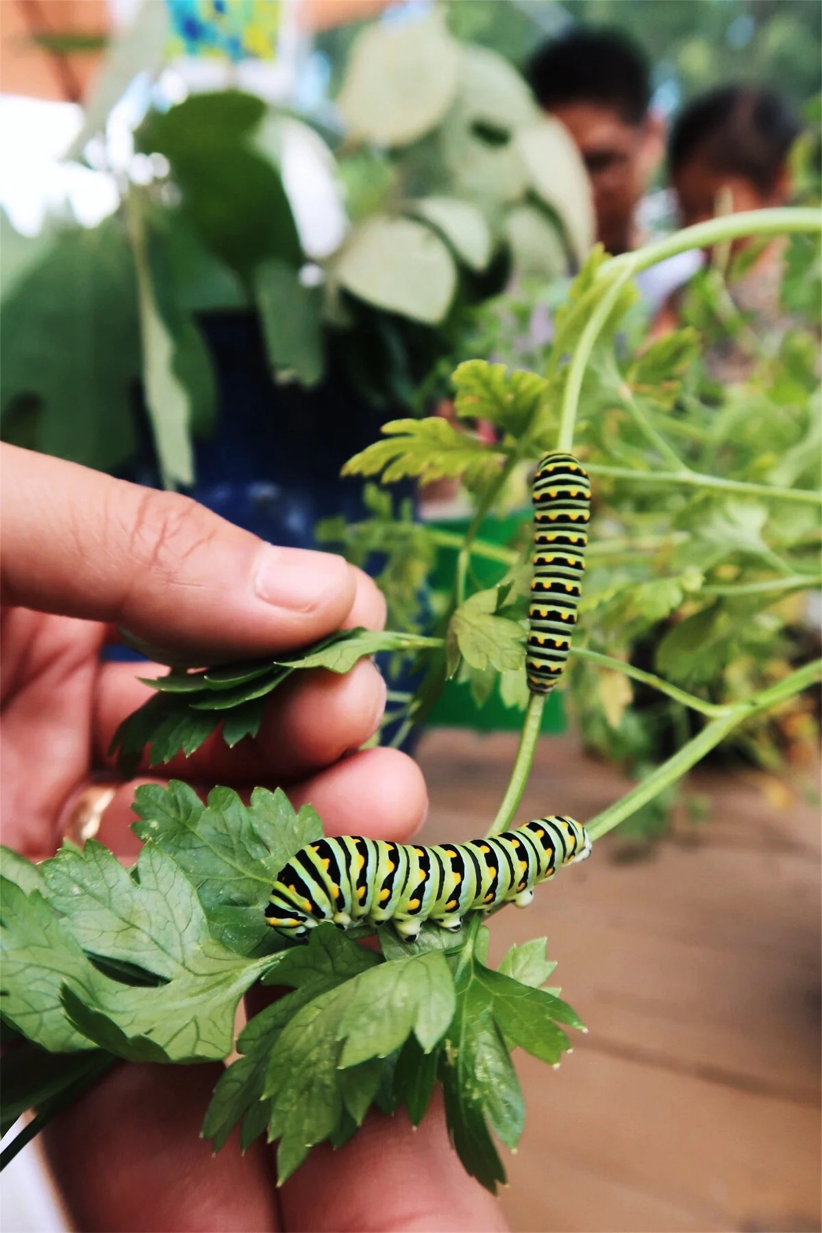毛毛蟲 | Caterpillars