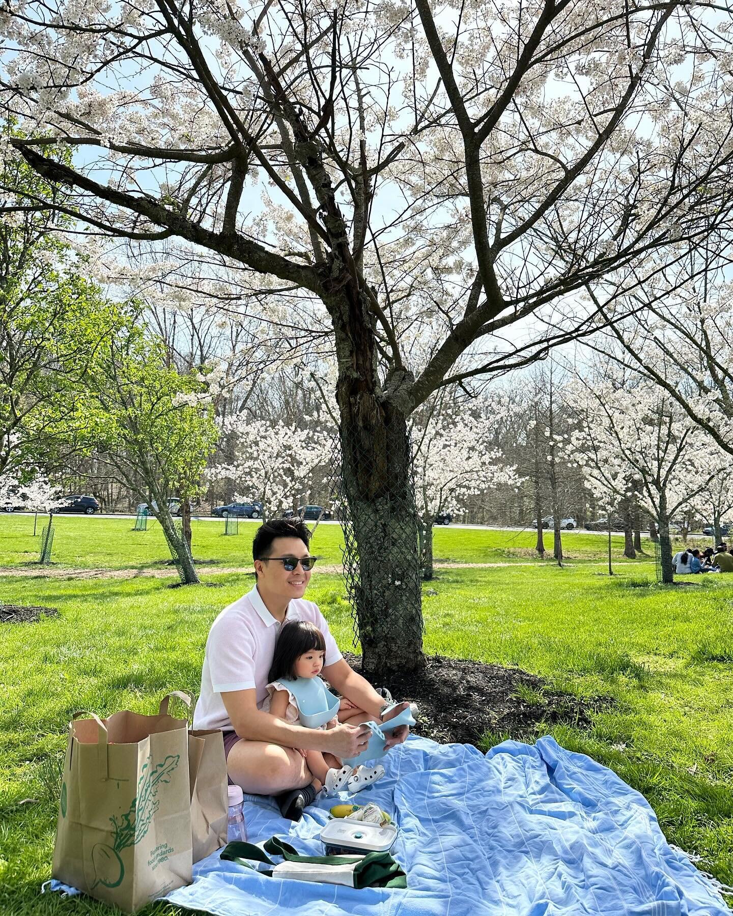 Picnic under the sakura 🌸 blessed to have moment like this #花見 #cincinnati