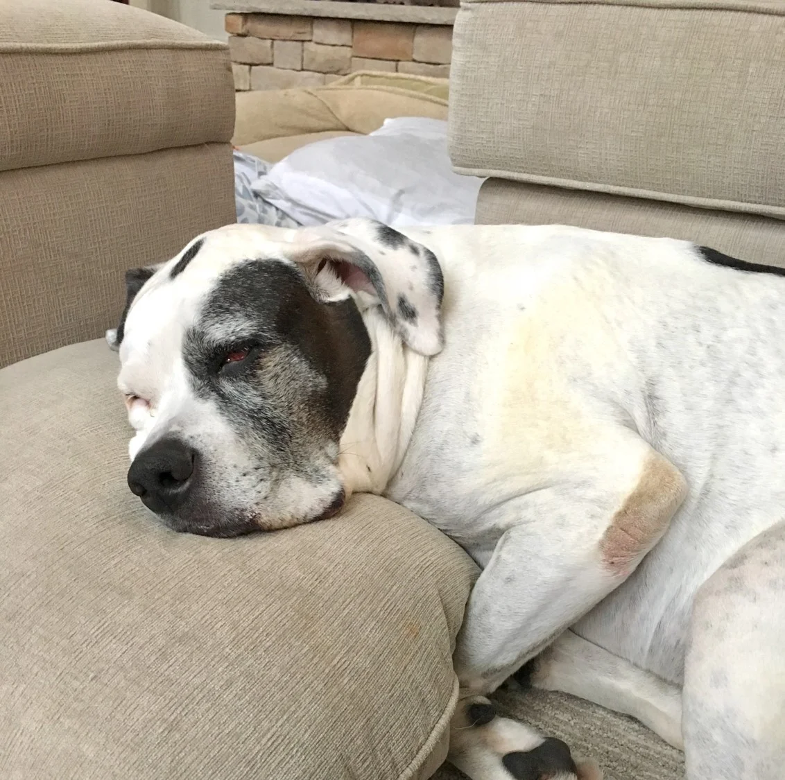 Maxine the Bulldog isn't the only one in our house who gives the pillows a major workout!