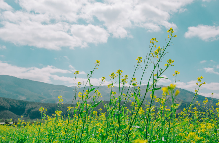 Natural and Easy Solutions for Seasonal Changes