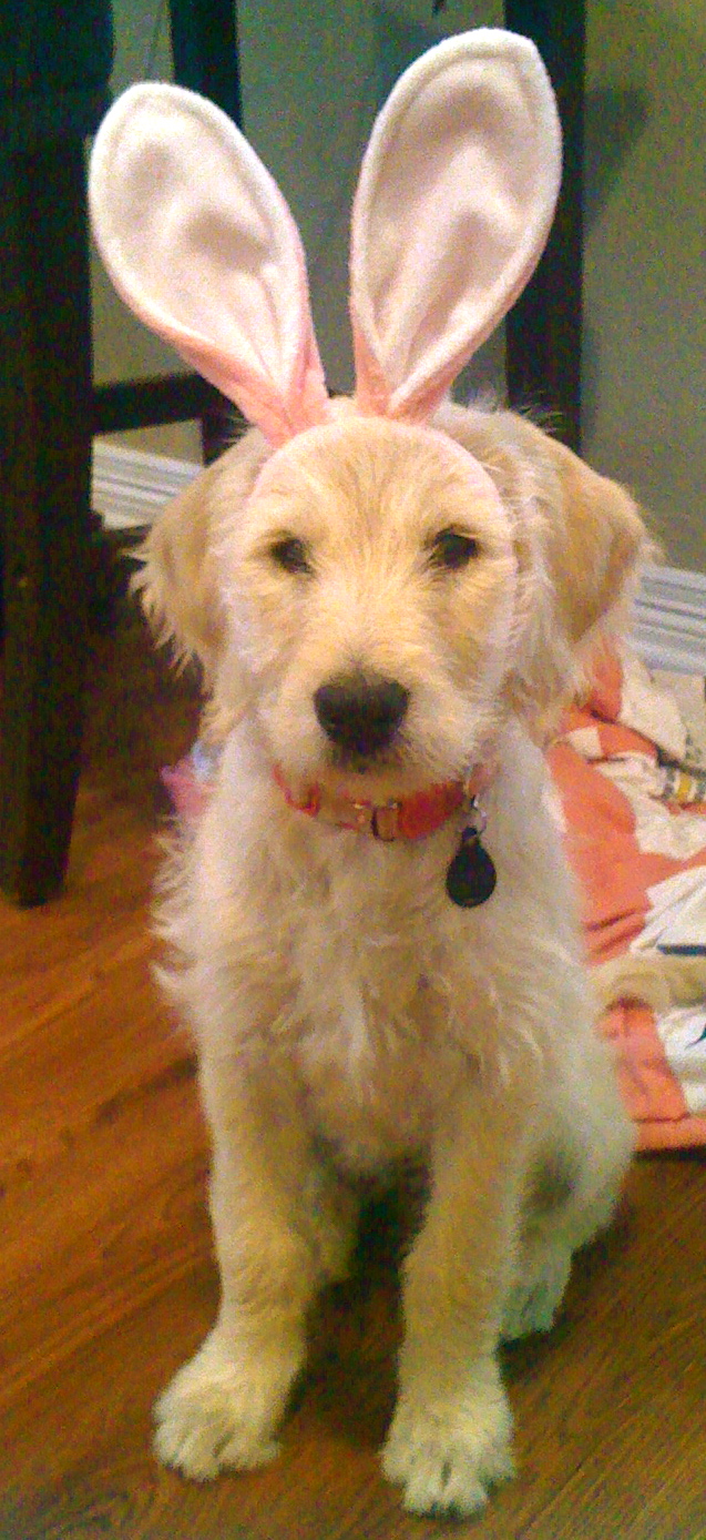 bunny.JPG