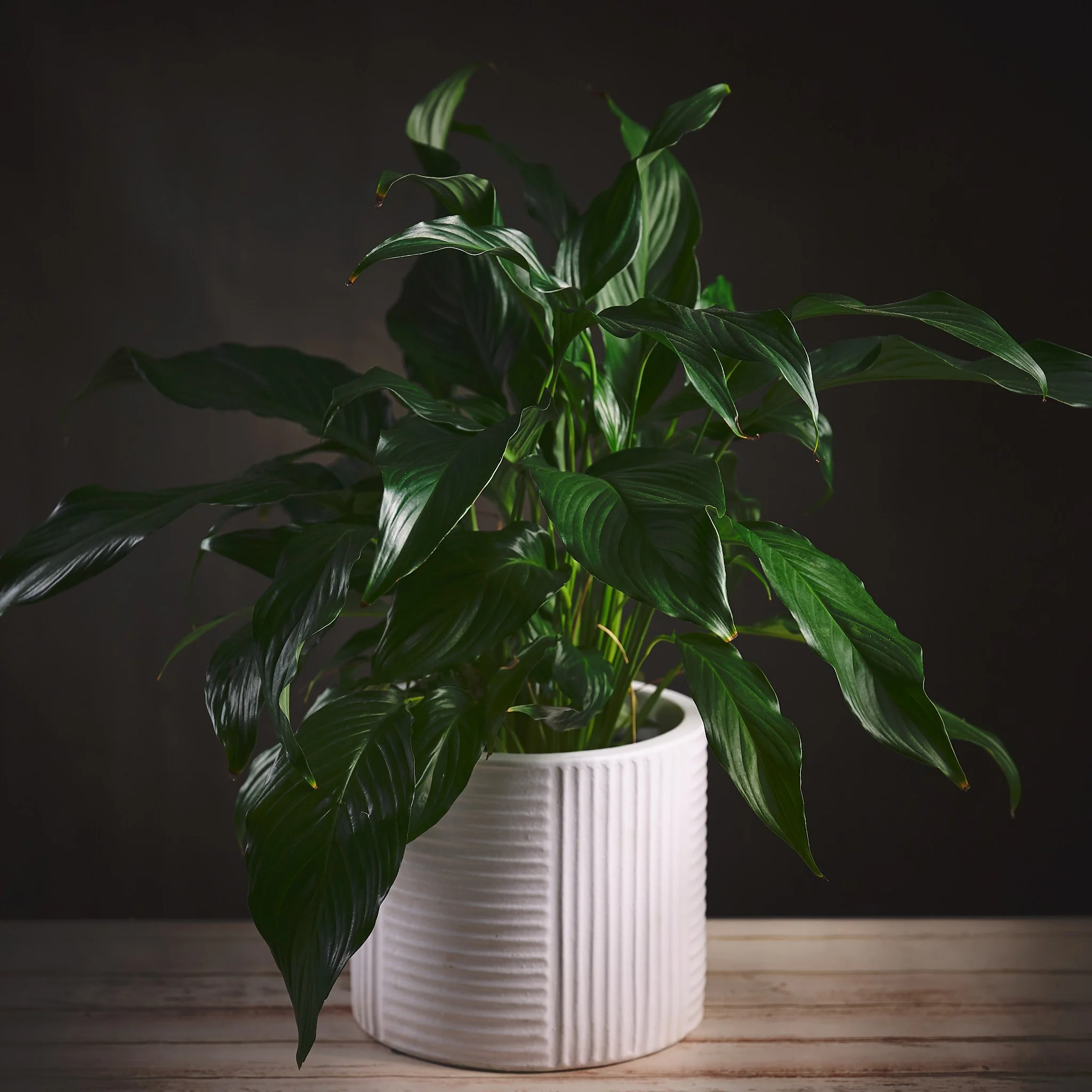 Large Peace Lily
