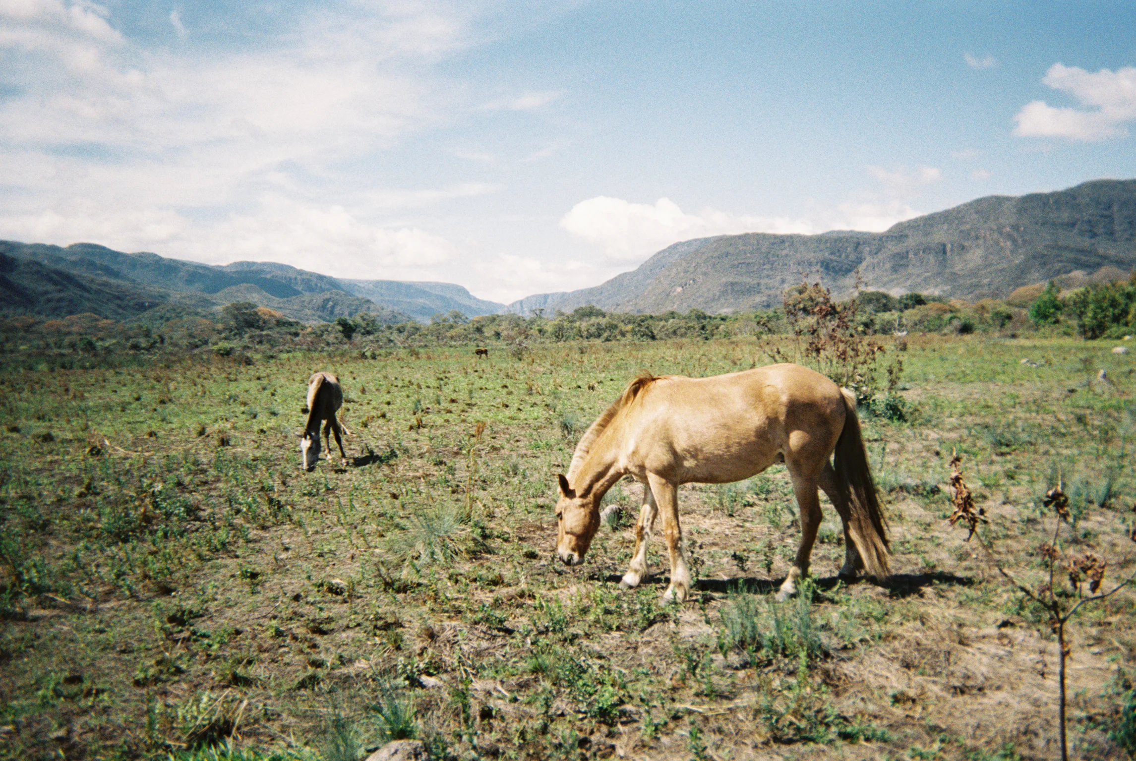 Wild Horses