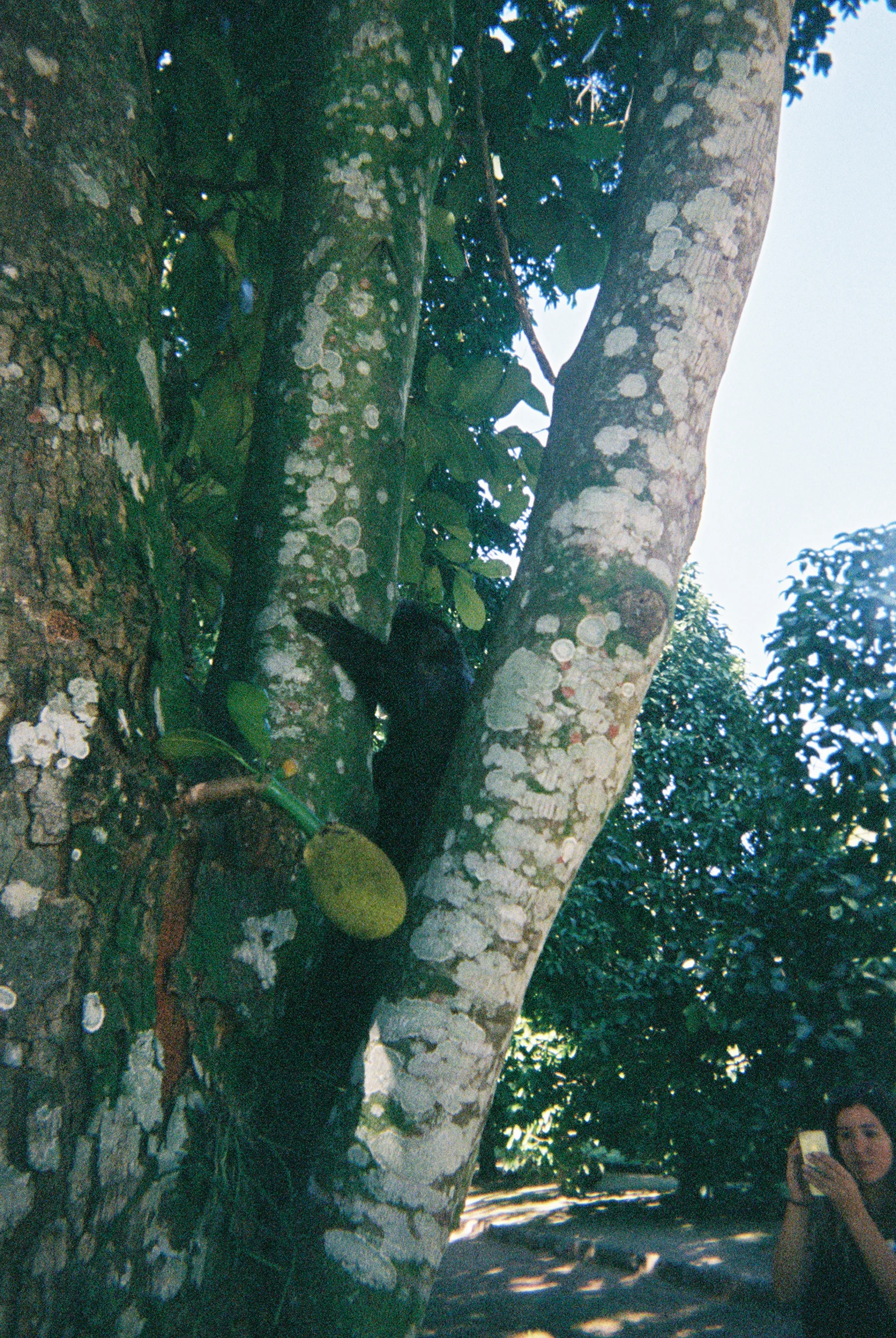 Jackfruit tree visitor