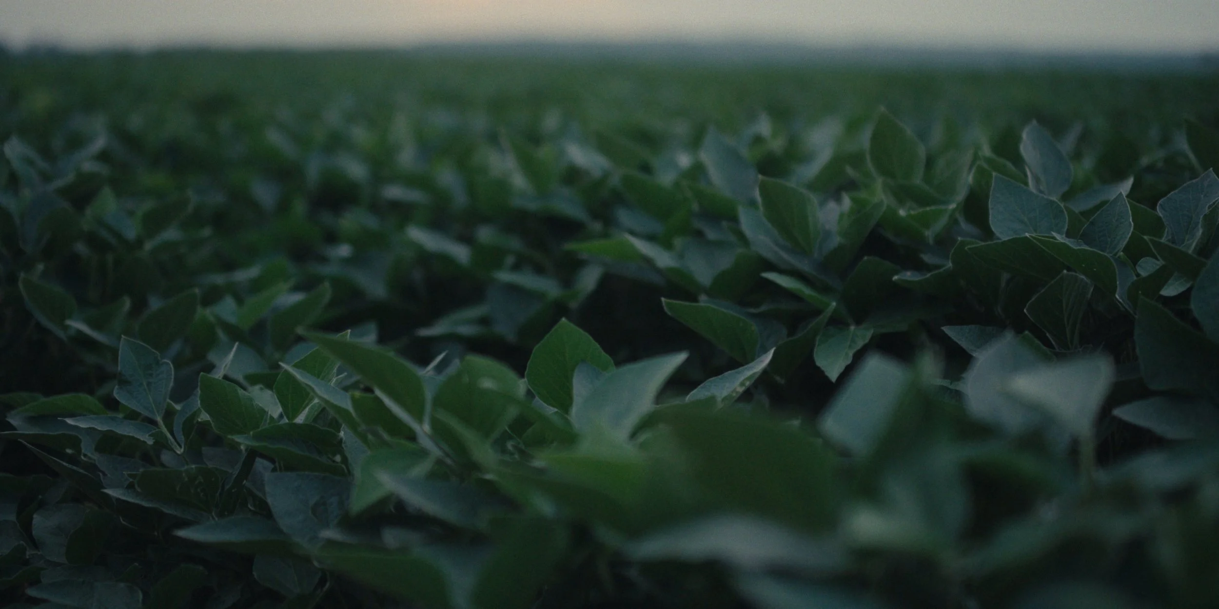 Close-up of soybean leaves in a field at golden hour, still from a Folsom Lake Solar commercial shot in Mills County, Iowa by director of photography Cole Mowery