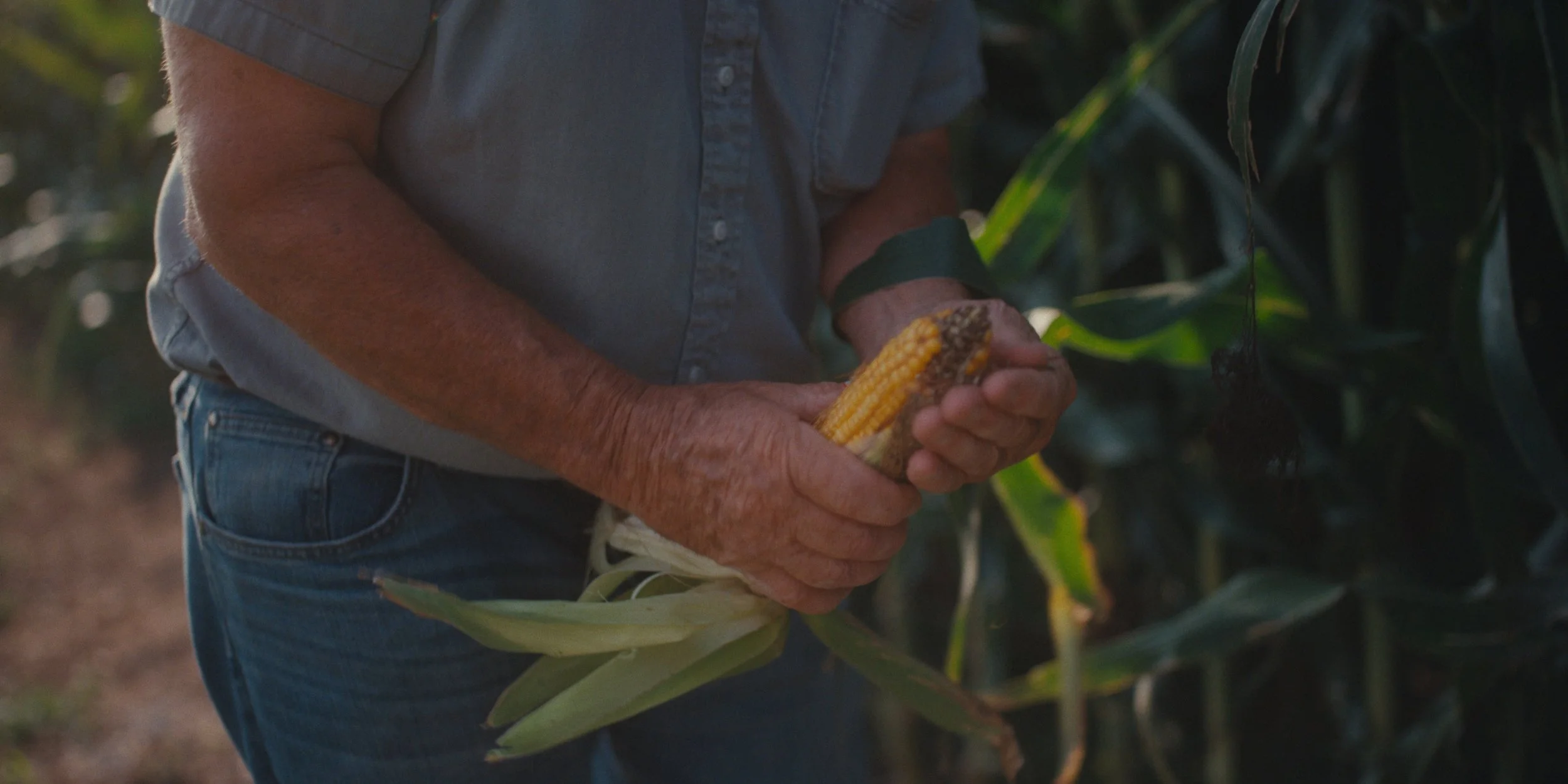 Farmer shucking an ear of corn in a cornfield, still from a Folsom Lake Solar commercial shot in Mills County, Iowa by director of photography Cole Mowery