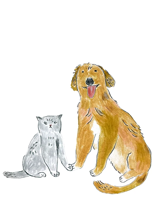 dog and cat.jpg