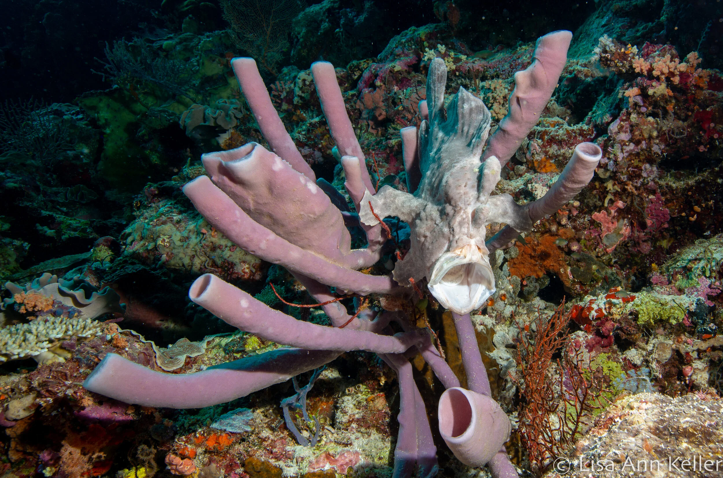 Fantastic Monster Frog Fish
