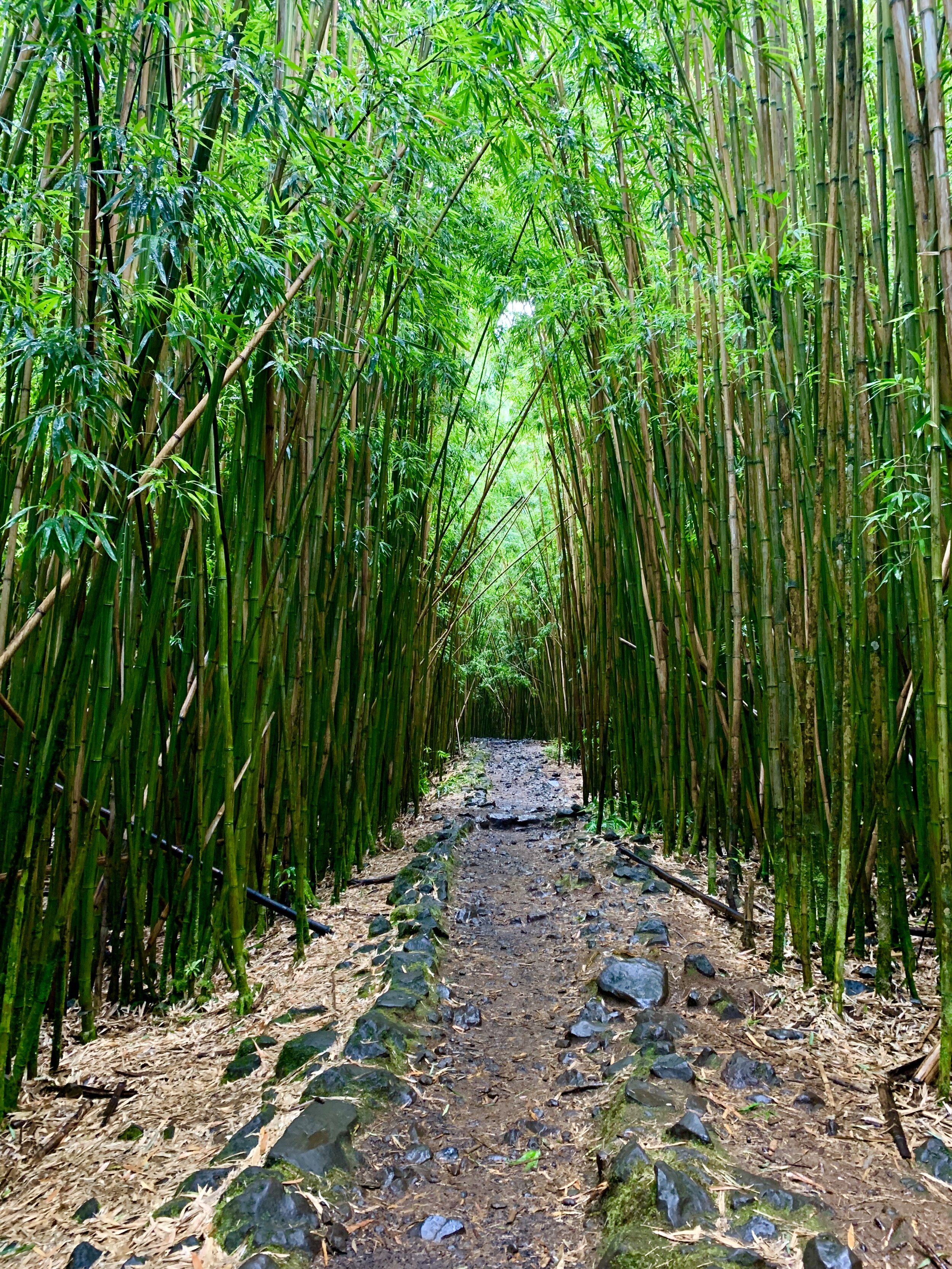 5. Seven Sacred Pool &amp; Bamboo Forest