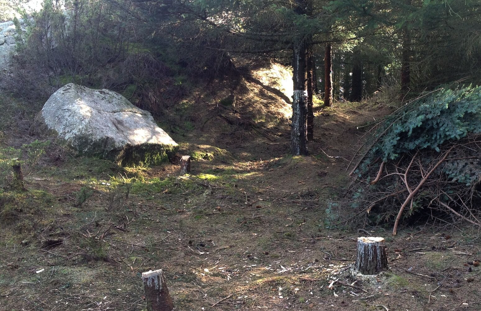 Hill fort site at Steinfjell, Karmøy. Note the girdled tree in the background. This was done with the landowner's permission. Photo: Aksel Klausen.