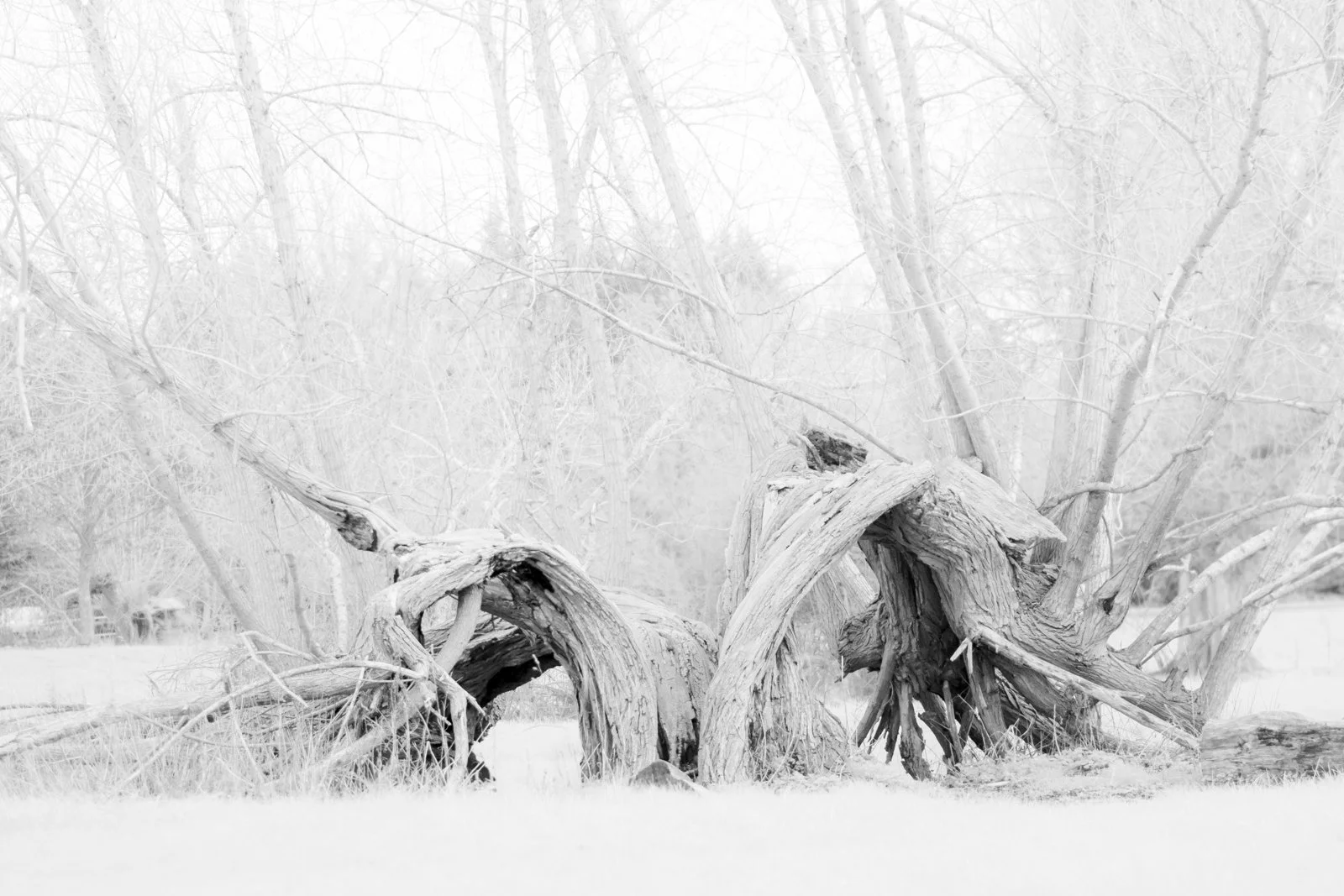 IMG_9913 for comp.jpg